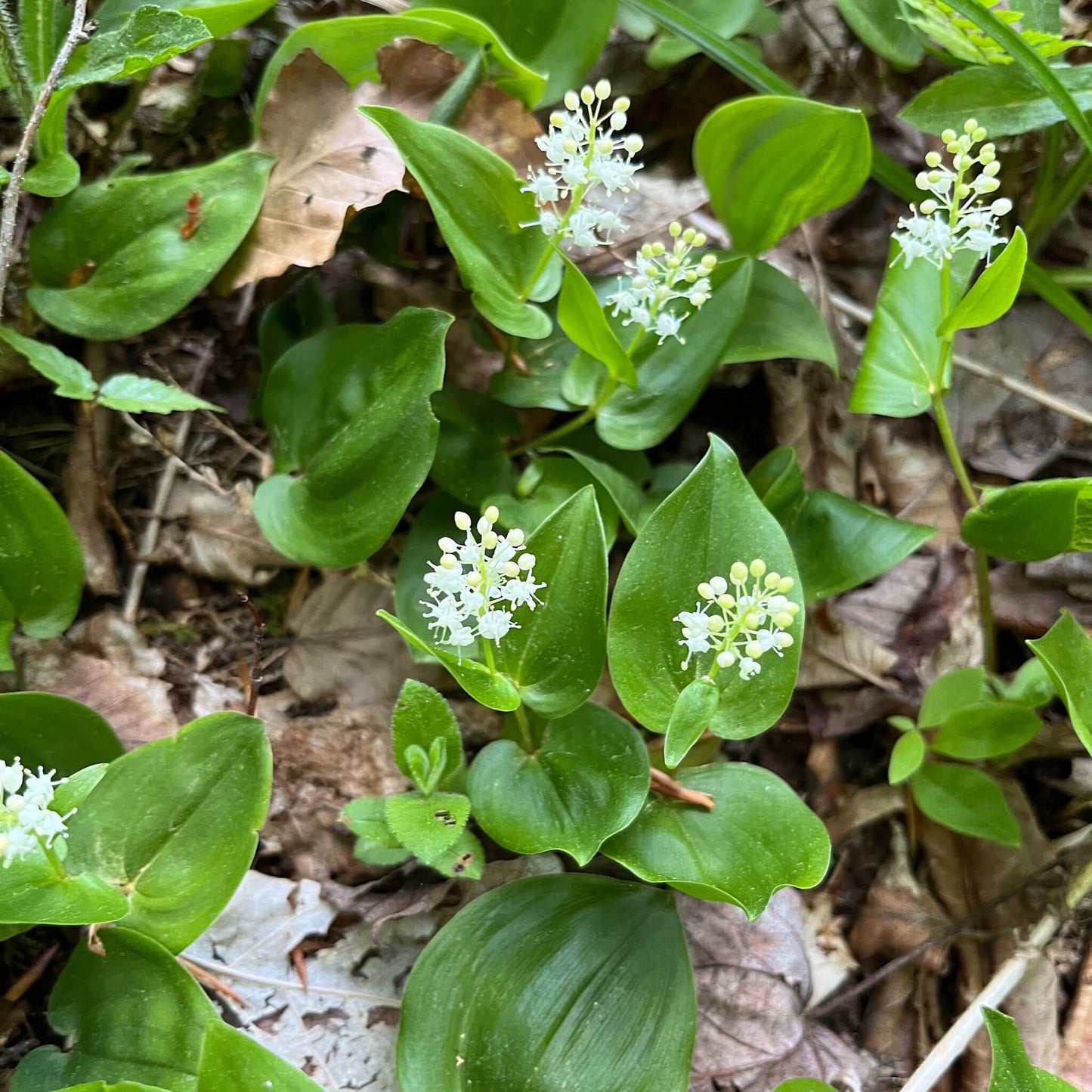 Semences stratifiées - Maïanthème du Canada