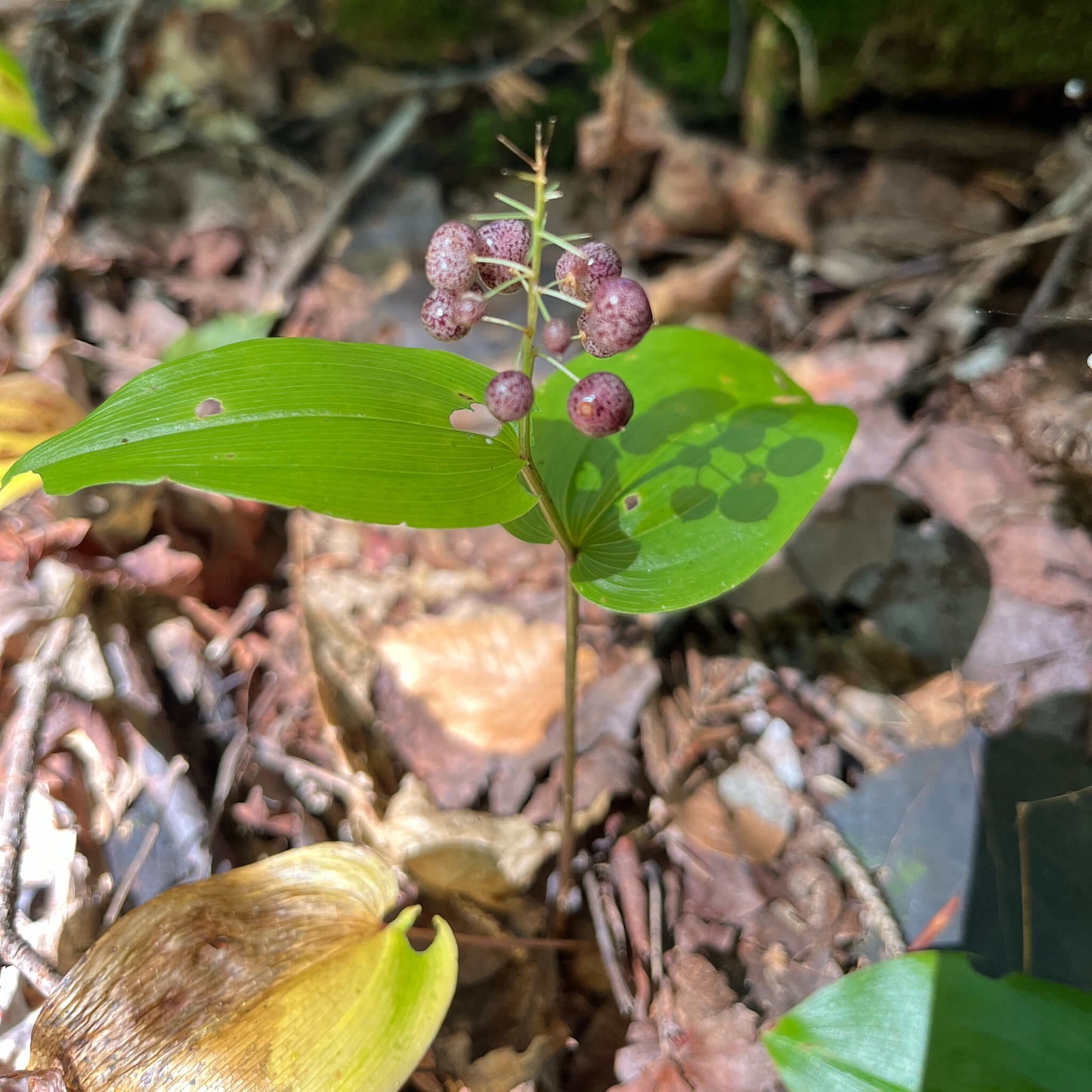 Semences stratifiées - Maïanthème du Canada