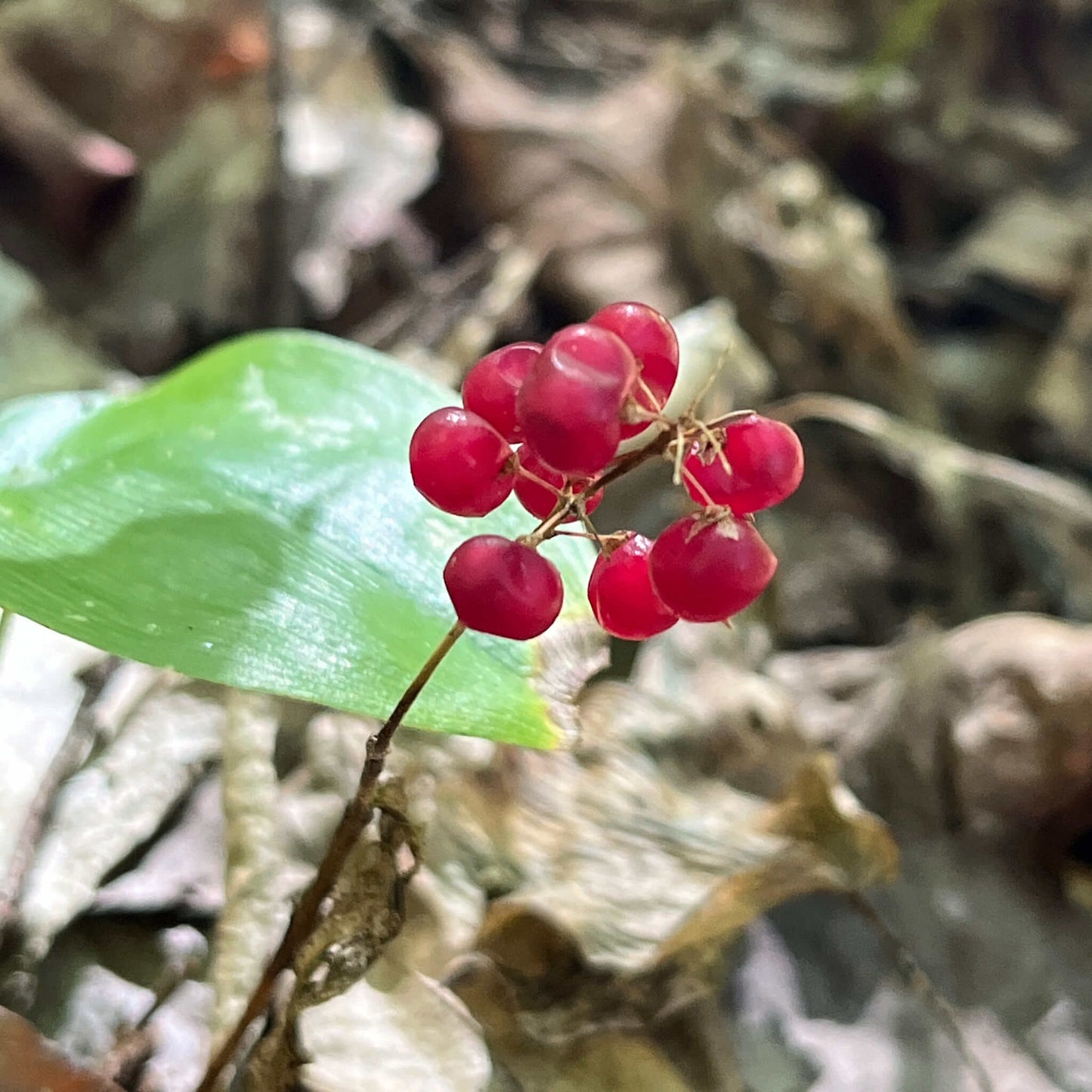 Semences stratifiées - Maïanthème du Canada