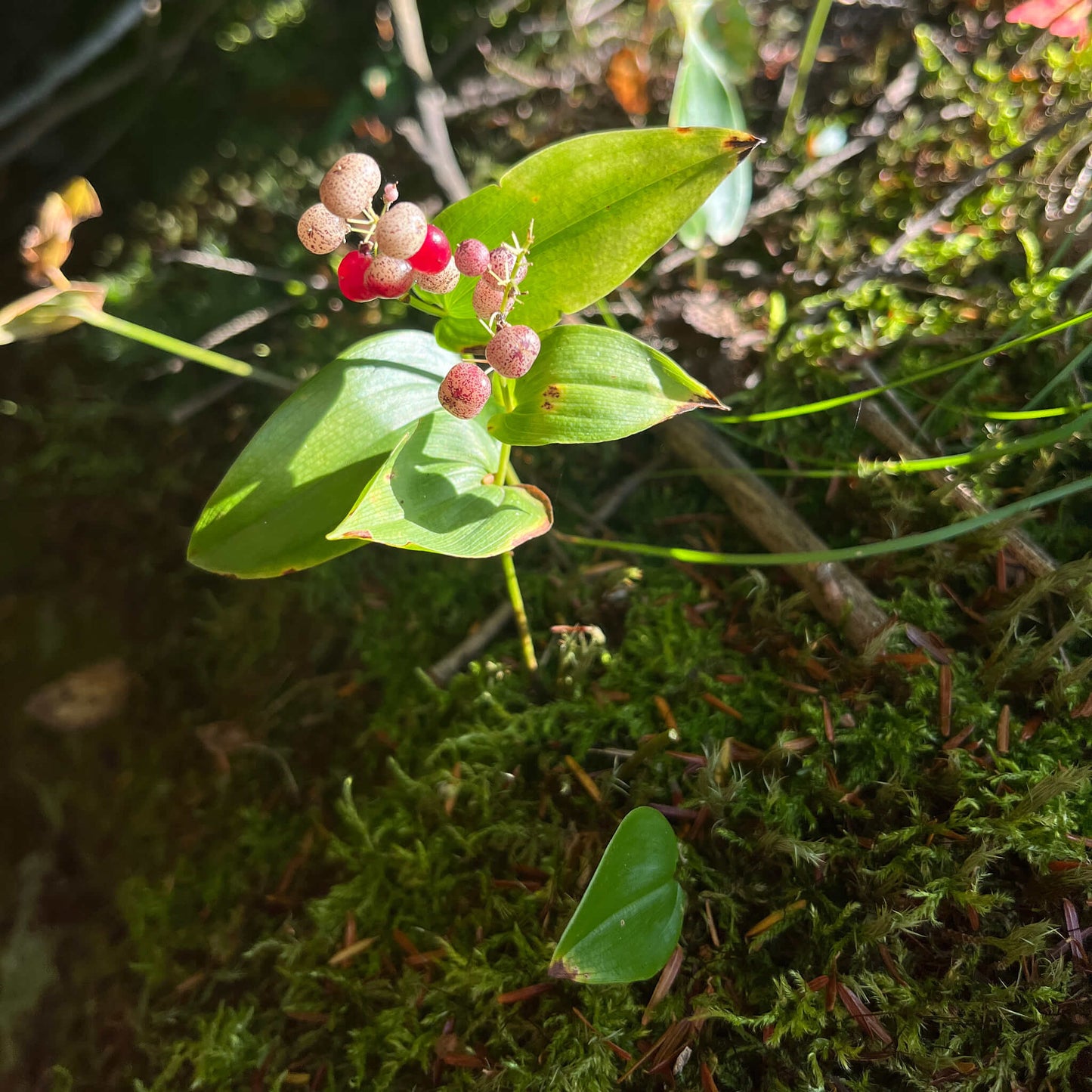 Semences stratifiées - Maïanthème du Canada