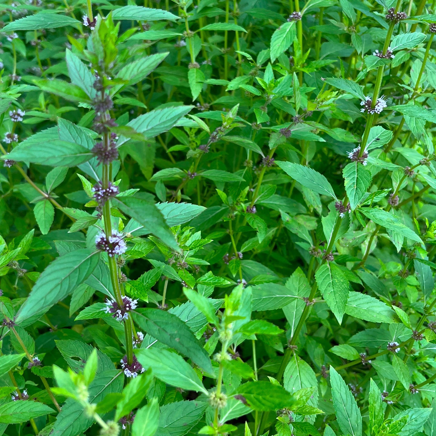 Menthe du Canada - Mentha arvensis