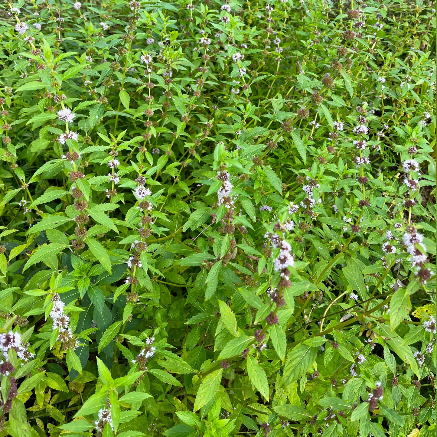 Menthe du Canada - Mentha arvensis