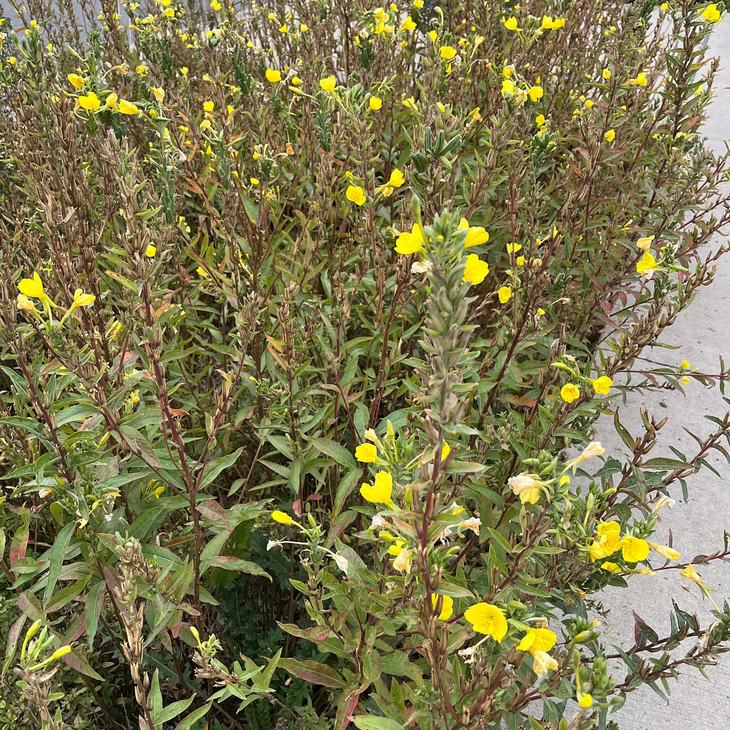 Semences - Onagre bisannuelle