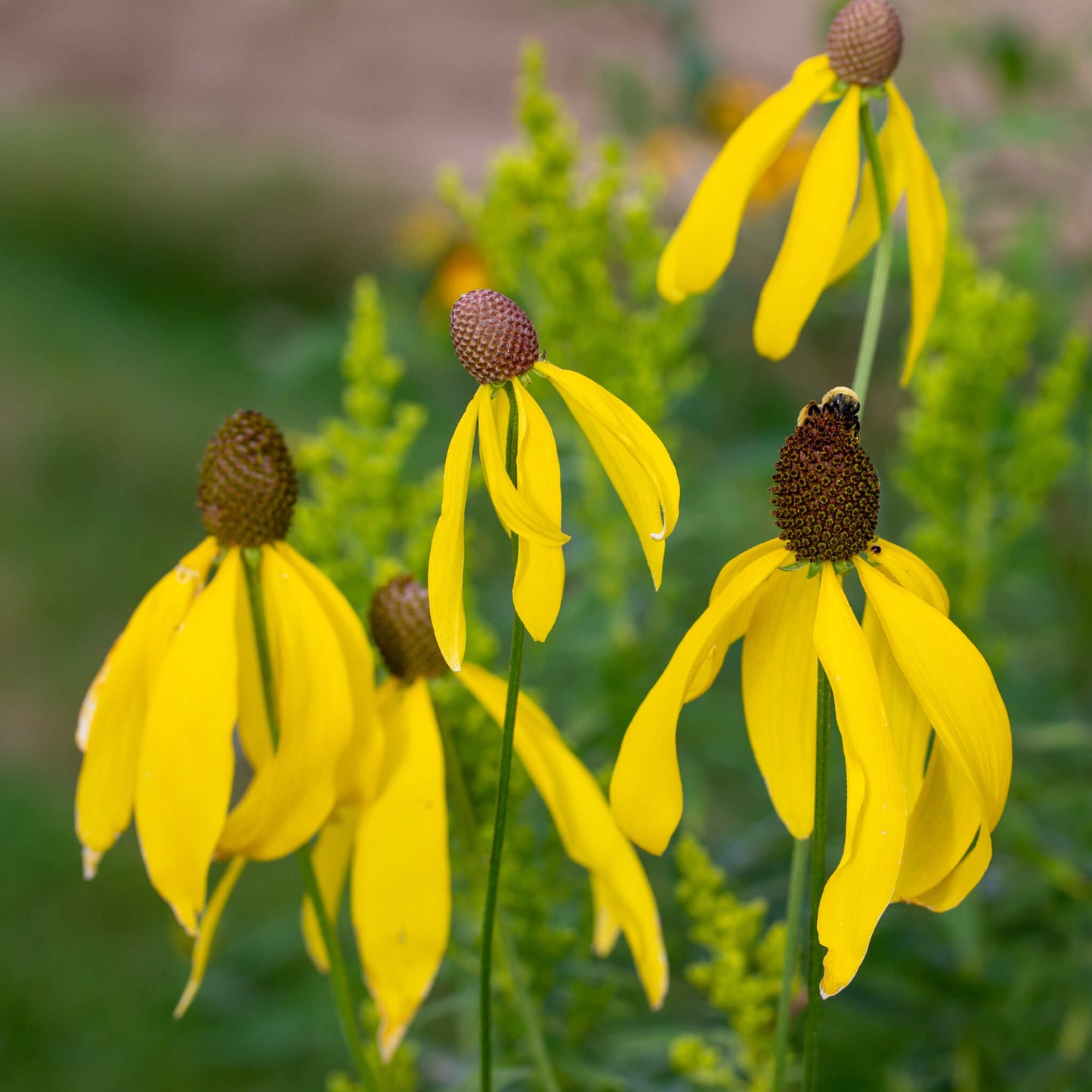 Ratibida à feuilles pennées - Ratibida pinnata