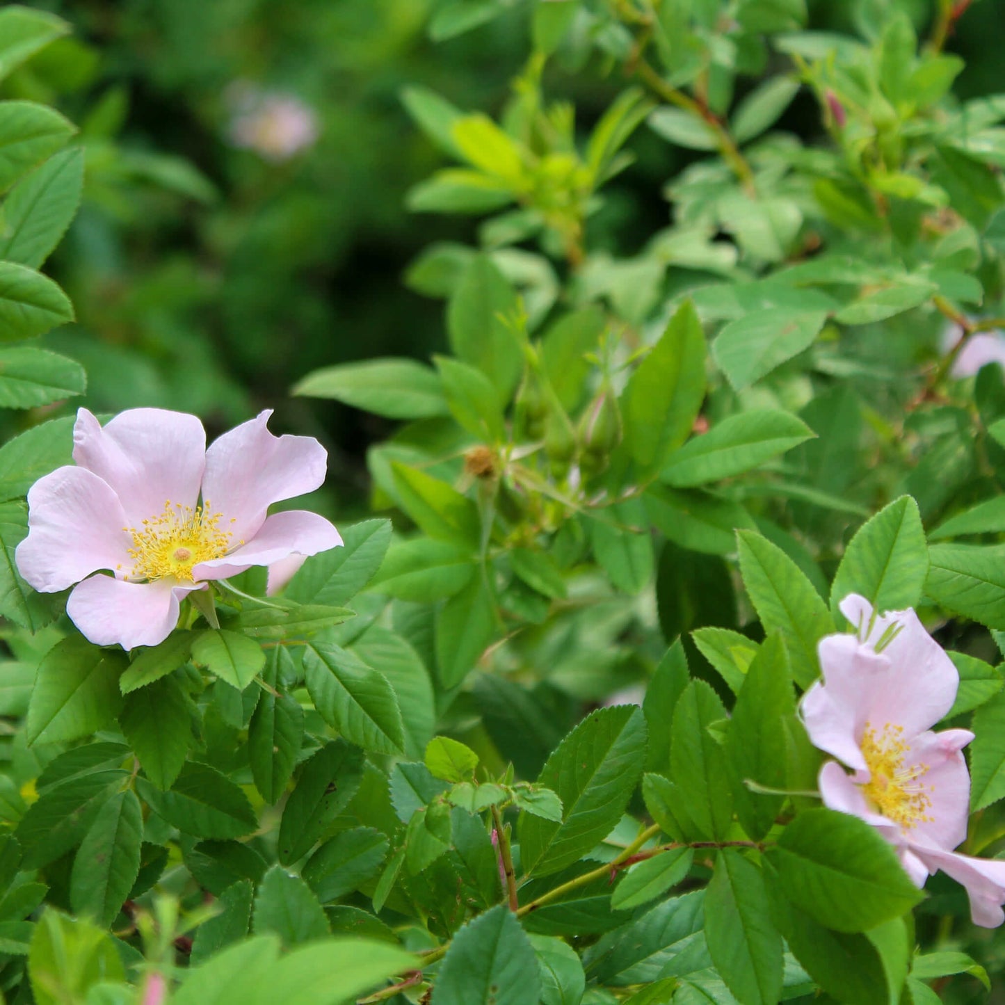 Semences - Rosier palustre