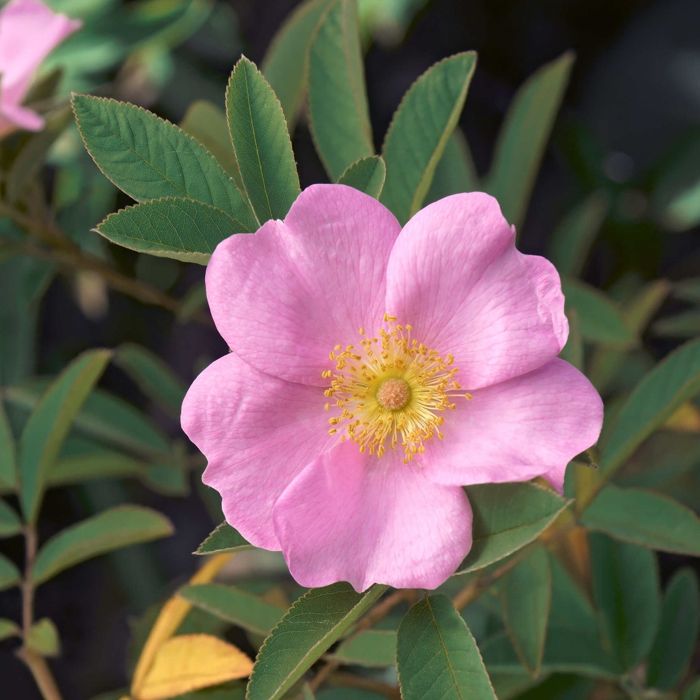 Semences - Rosier palustre