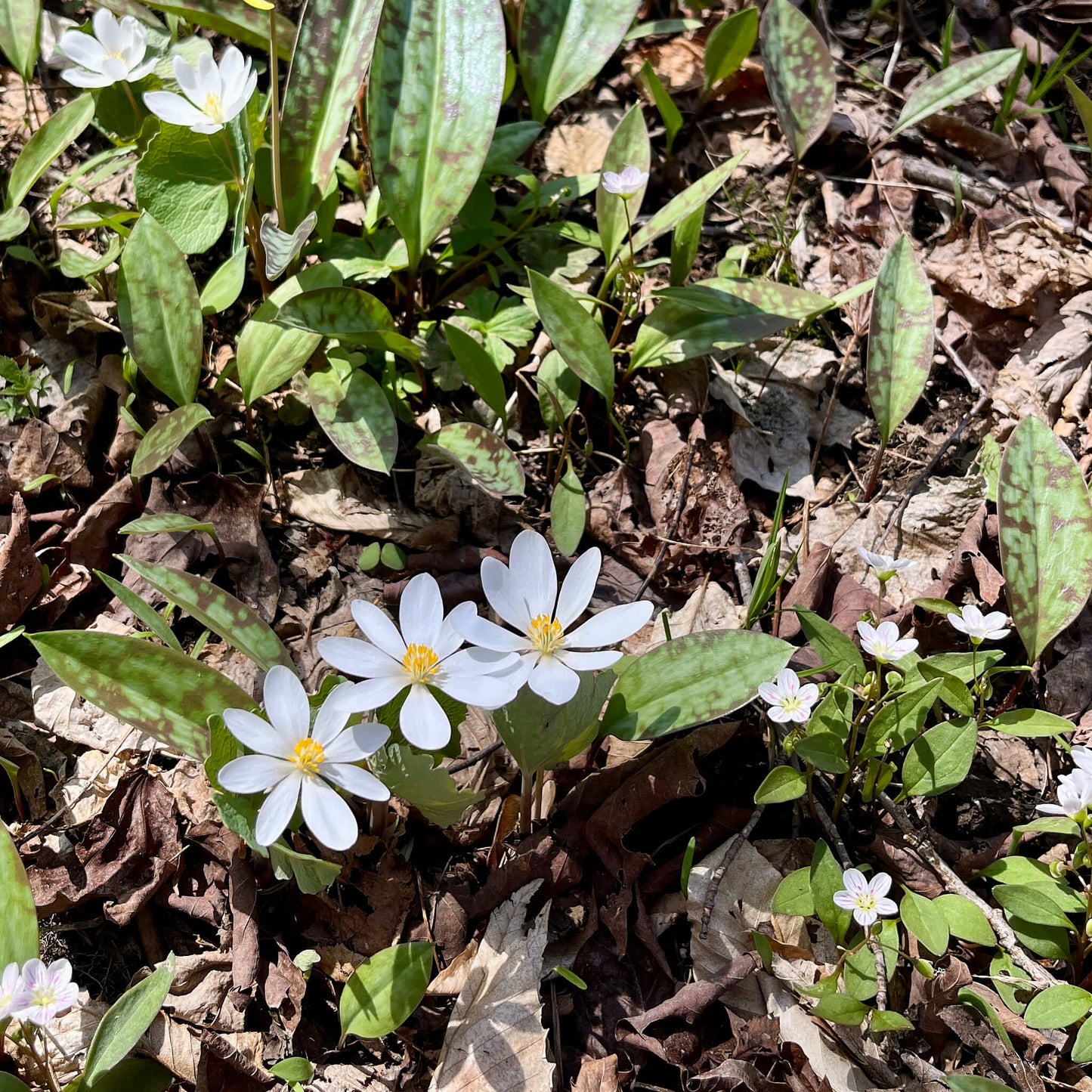 Semences stratifiées - Sanguinaire du Canada