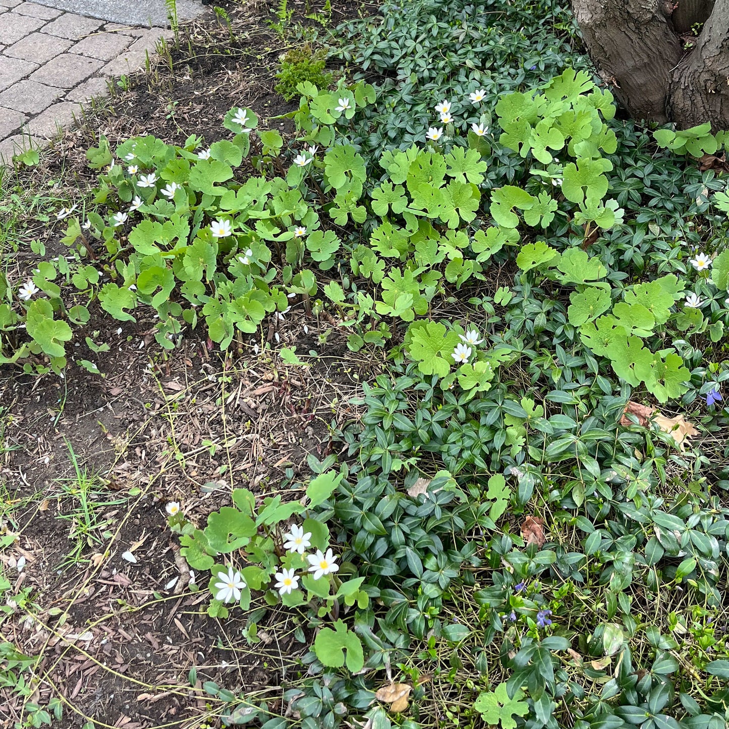 Semences stratifiées - Sanguinaire du Canada
