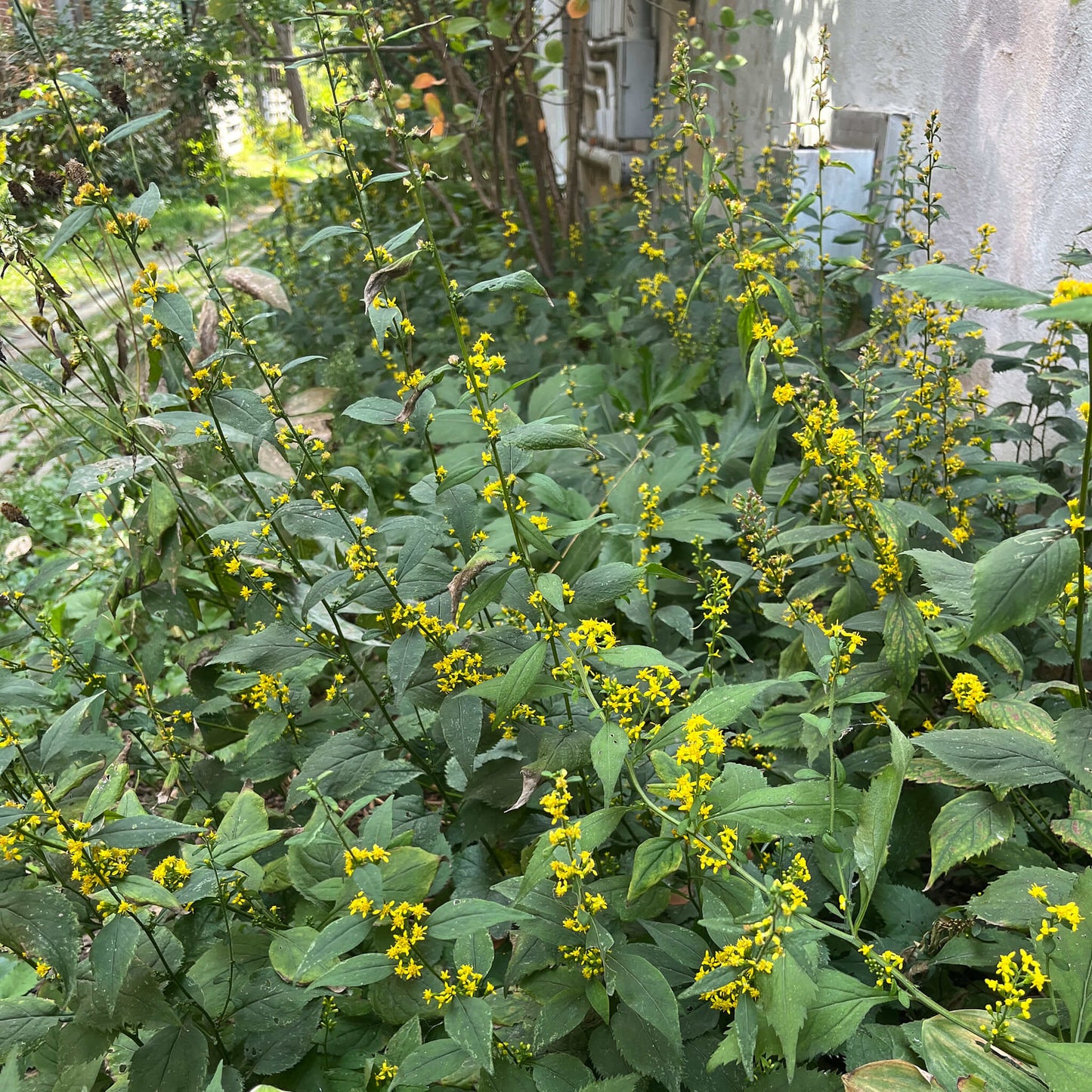 Semences - Verge d'or à tige zigzagante