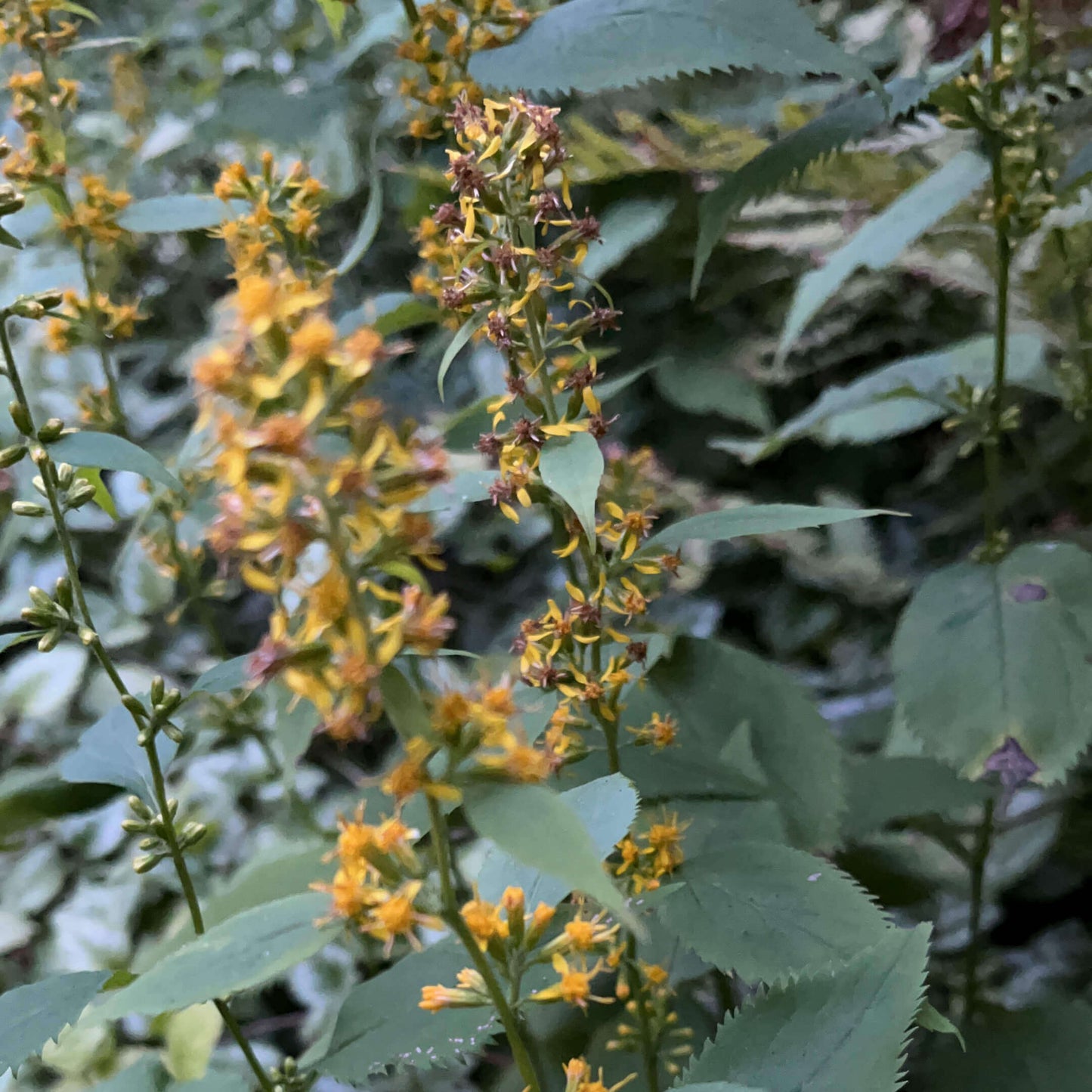 Semences - Verge d'or à tige zigzagante