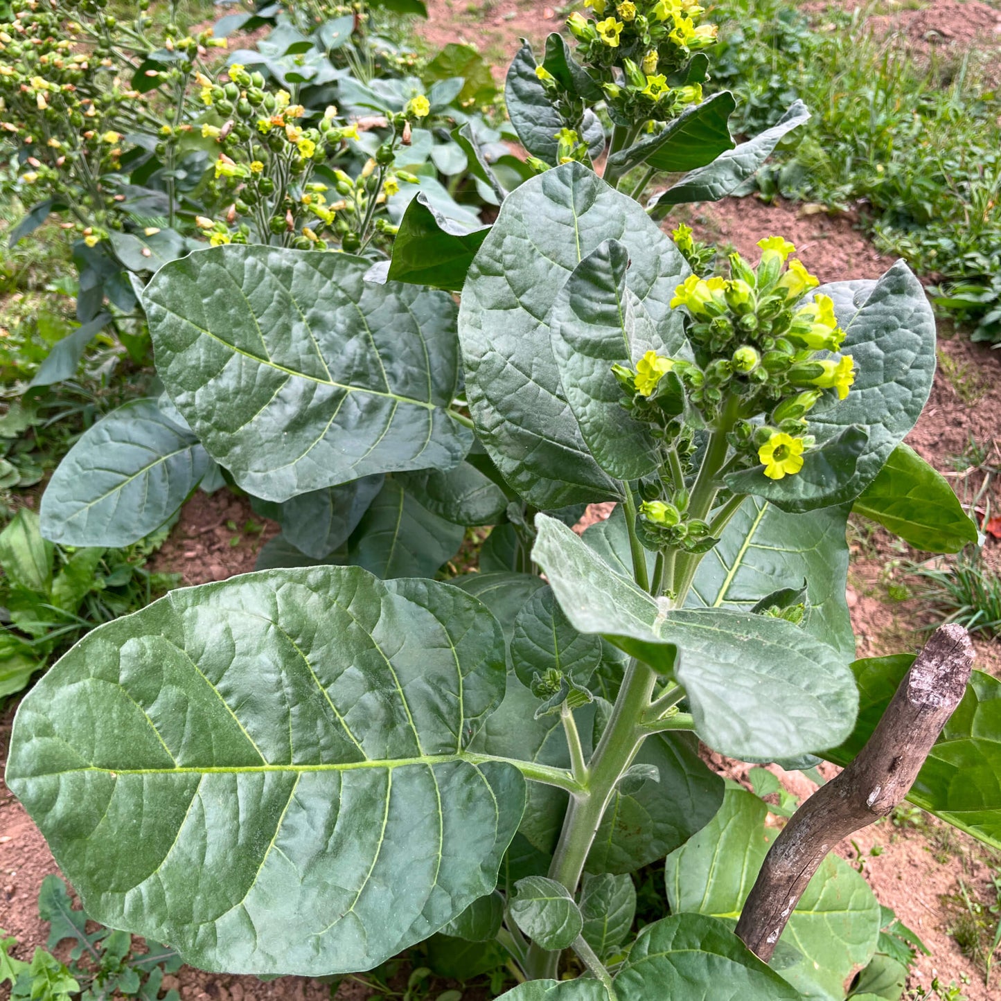 Tabac sacré - Nicotiana rustica