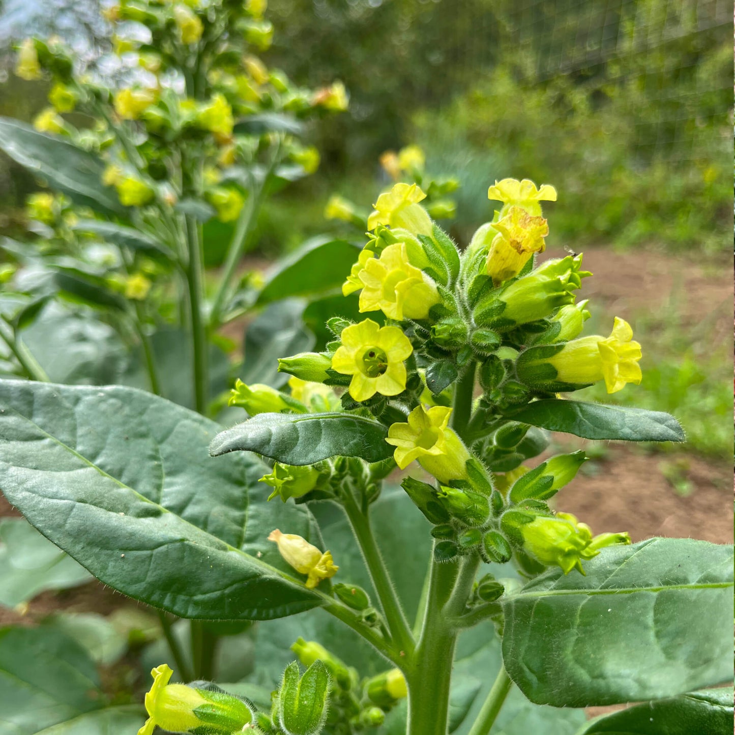 Tabac sacré - Nicotiana rustica