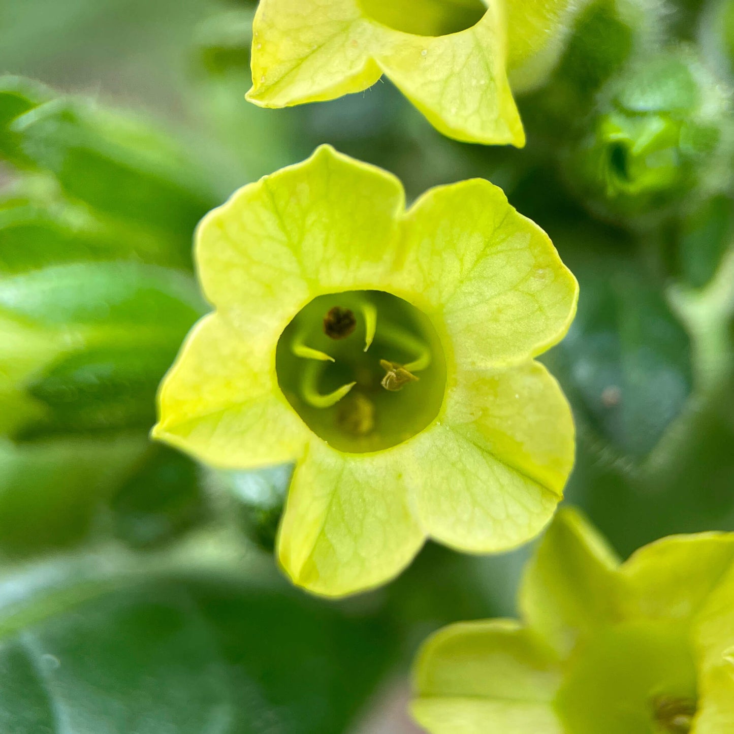 Fleur de tabac sacré - Nicotiana rustica