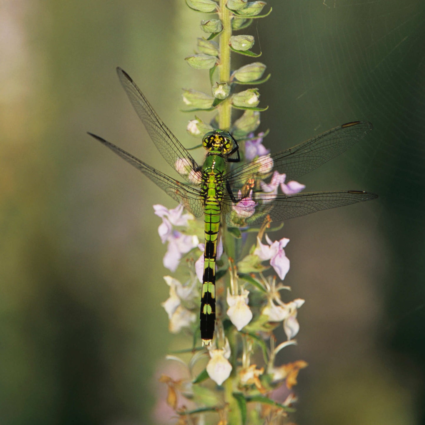 Semences - Germandrée du Canada