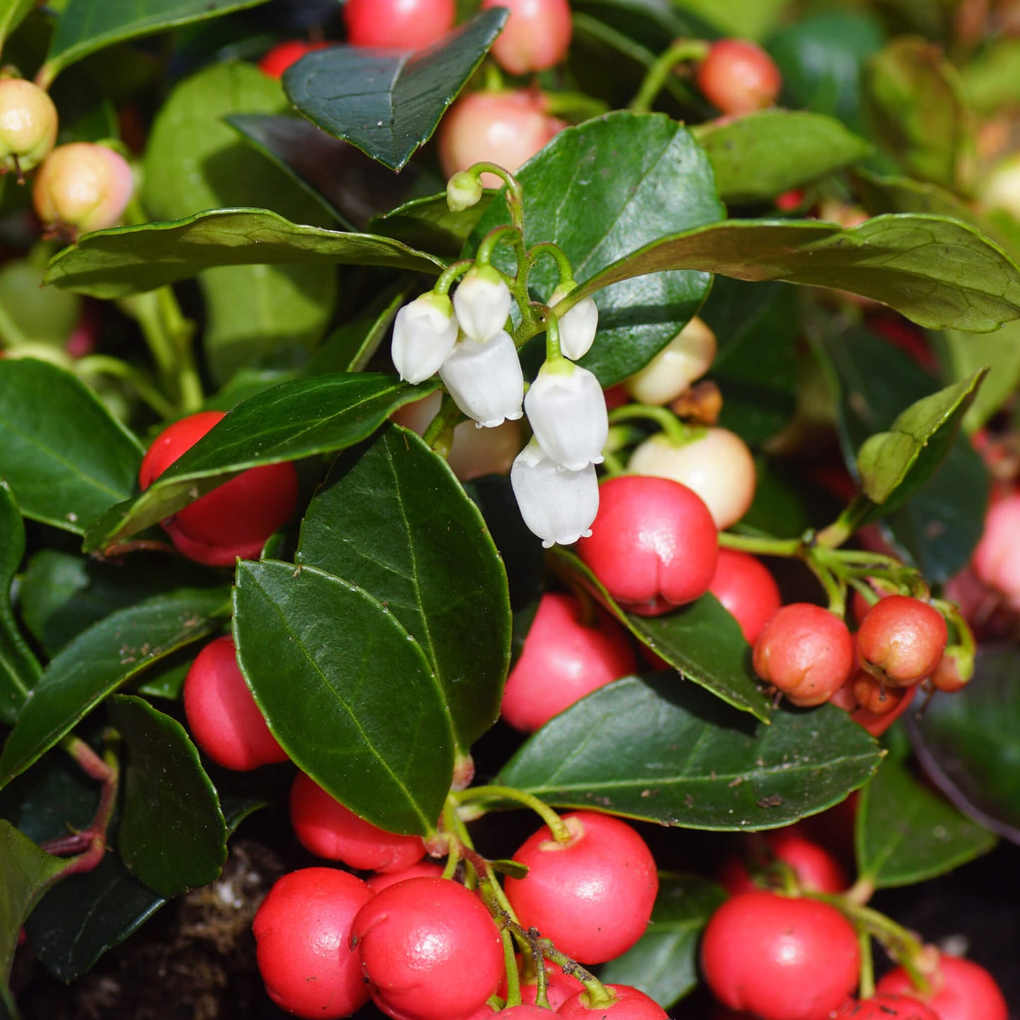 Fleurs et fruits du thé des bois - Gaultheria procumbens