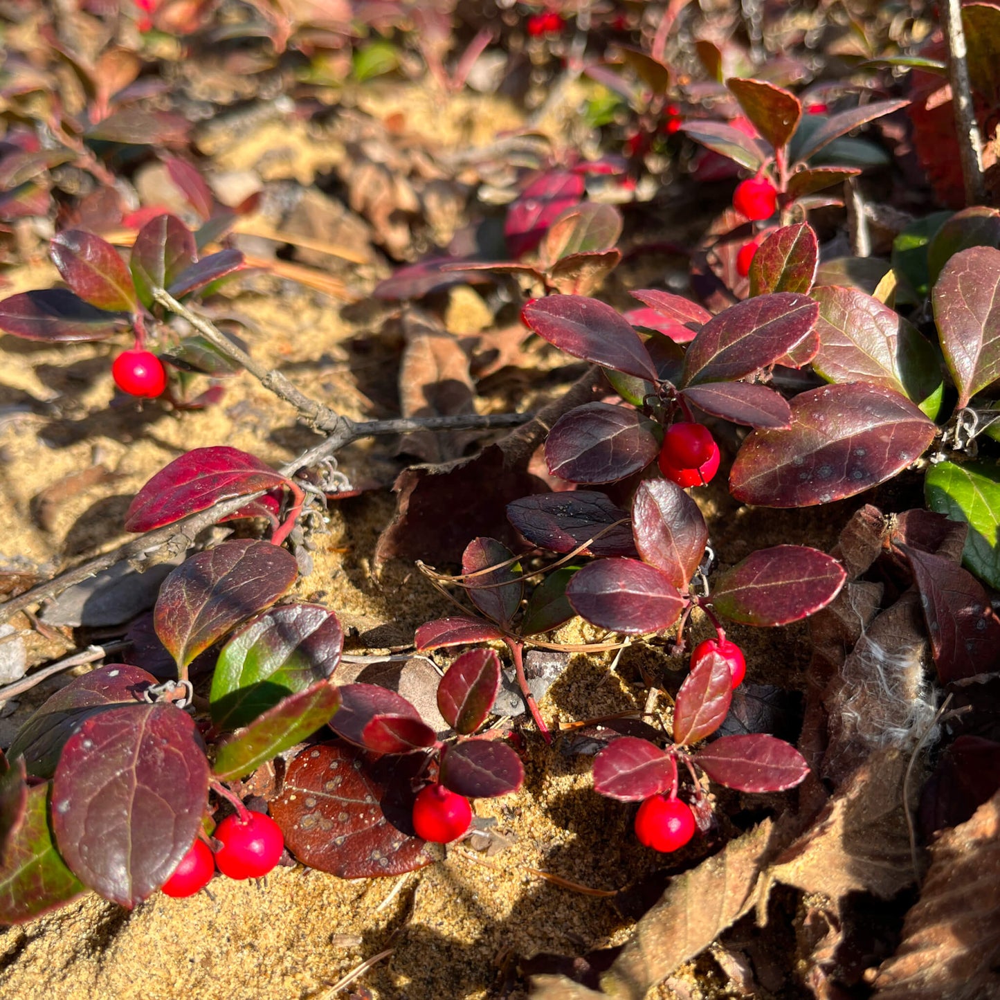 Thé des bois - Gaultheria procumbens