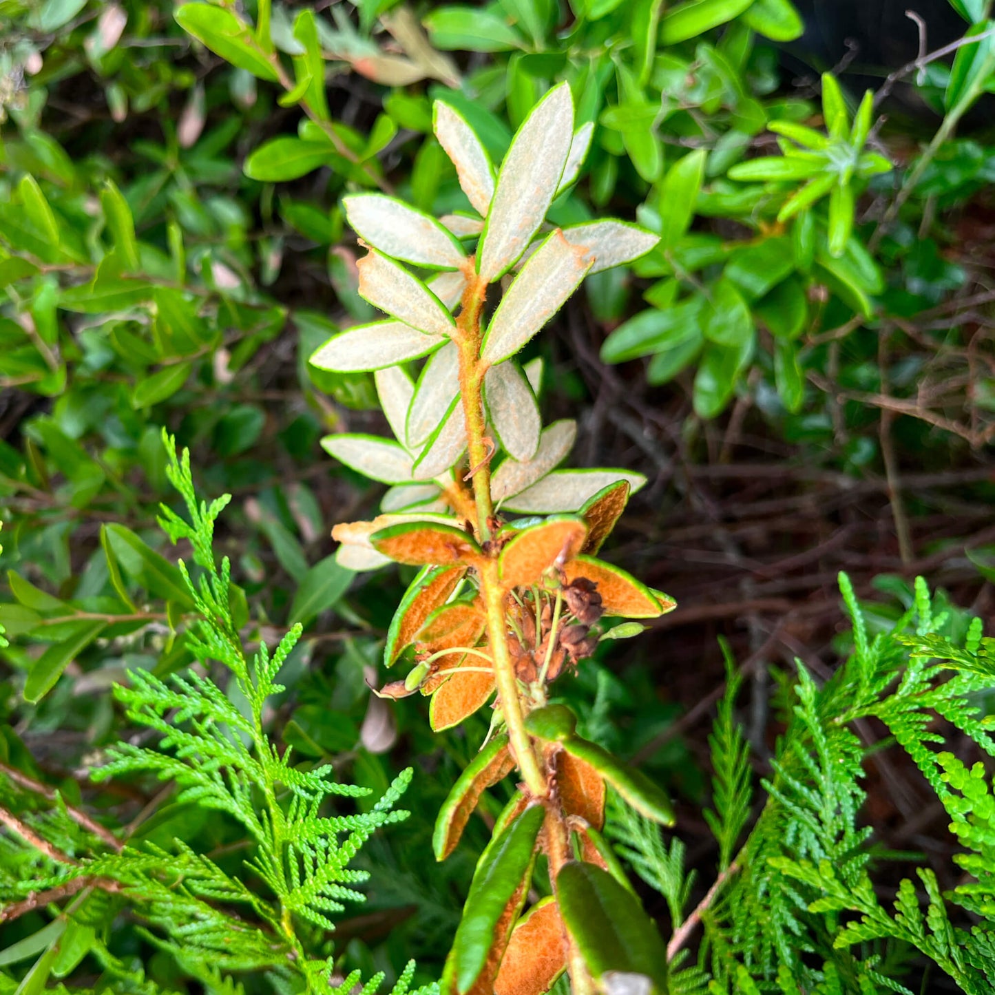 Thé du Labrador - Rhododendron Groenlandicum