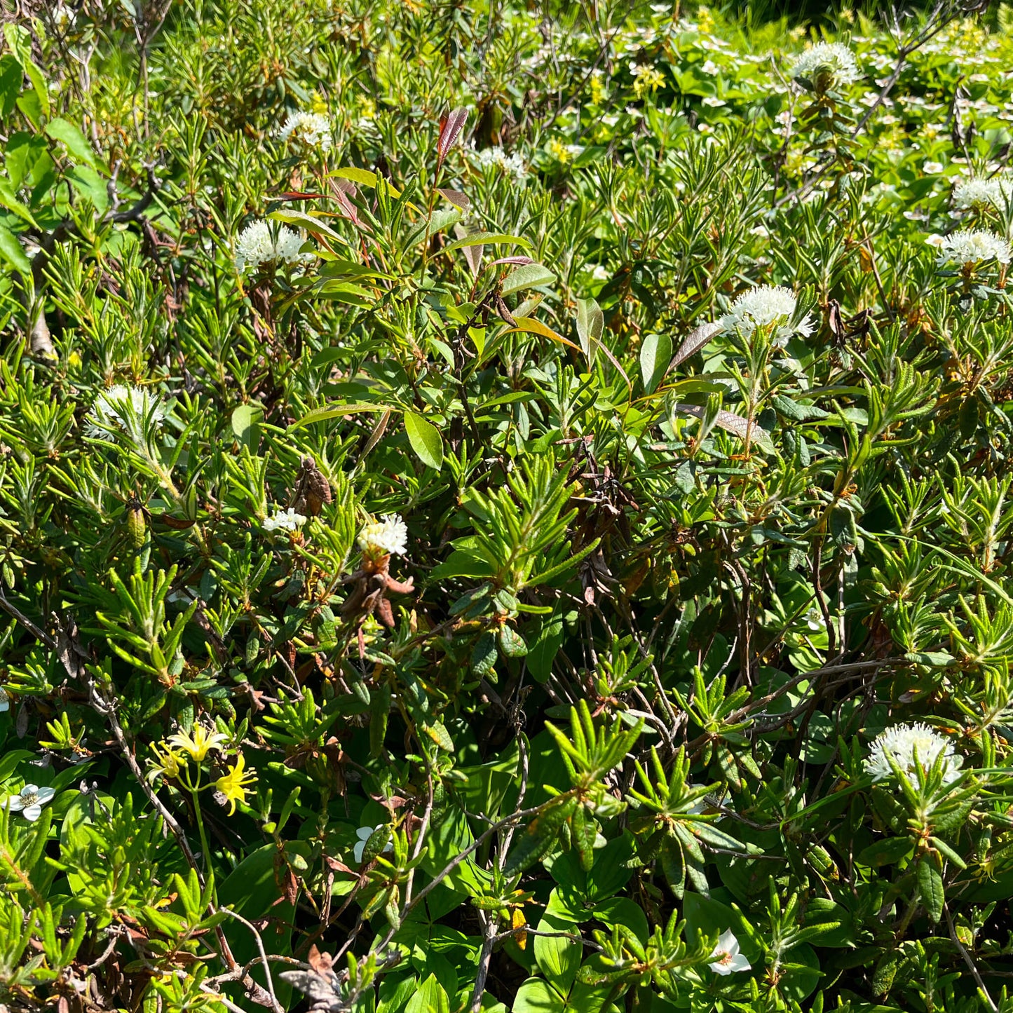 Thé du Labrador - Rhododendron Groenlandicum