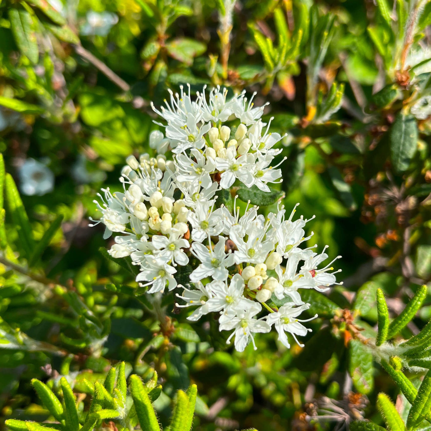 Thé du Labrador - Rhododendron Groenlandicum