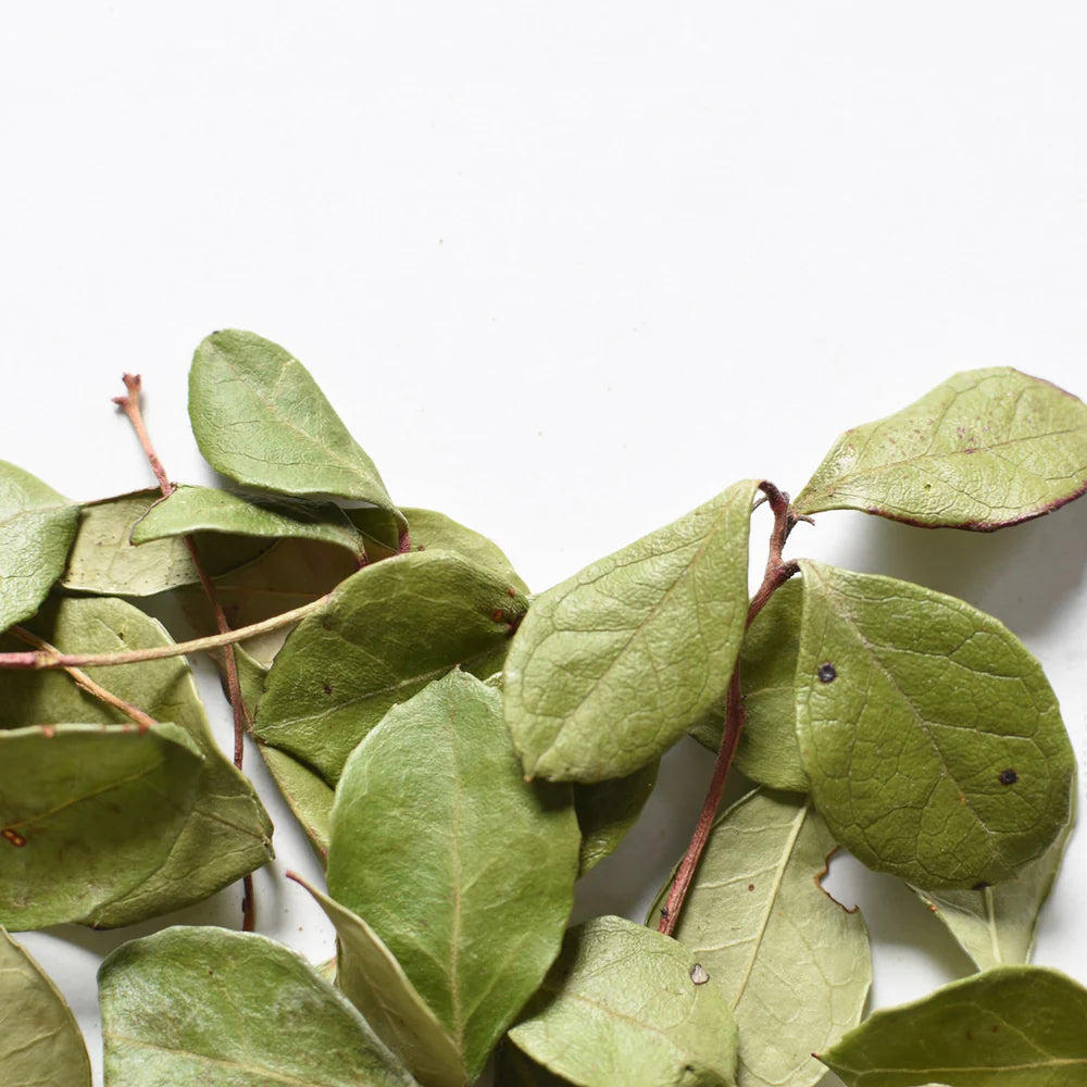 Tisane - Thé des bois