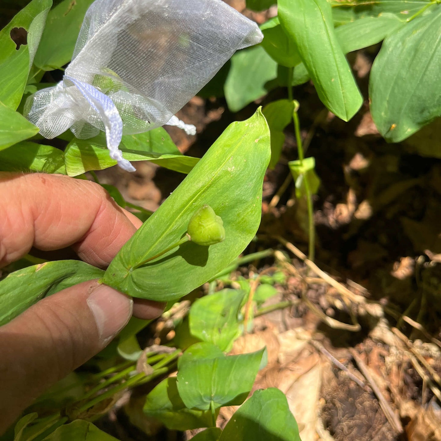 Semences stratifiées - Uvulaire à grandes fleurs