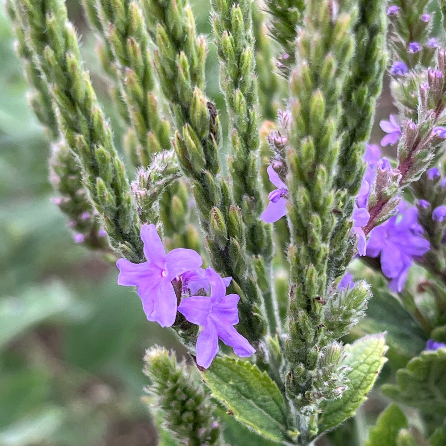 Semences - Verveine veloutée