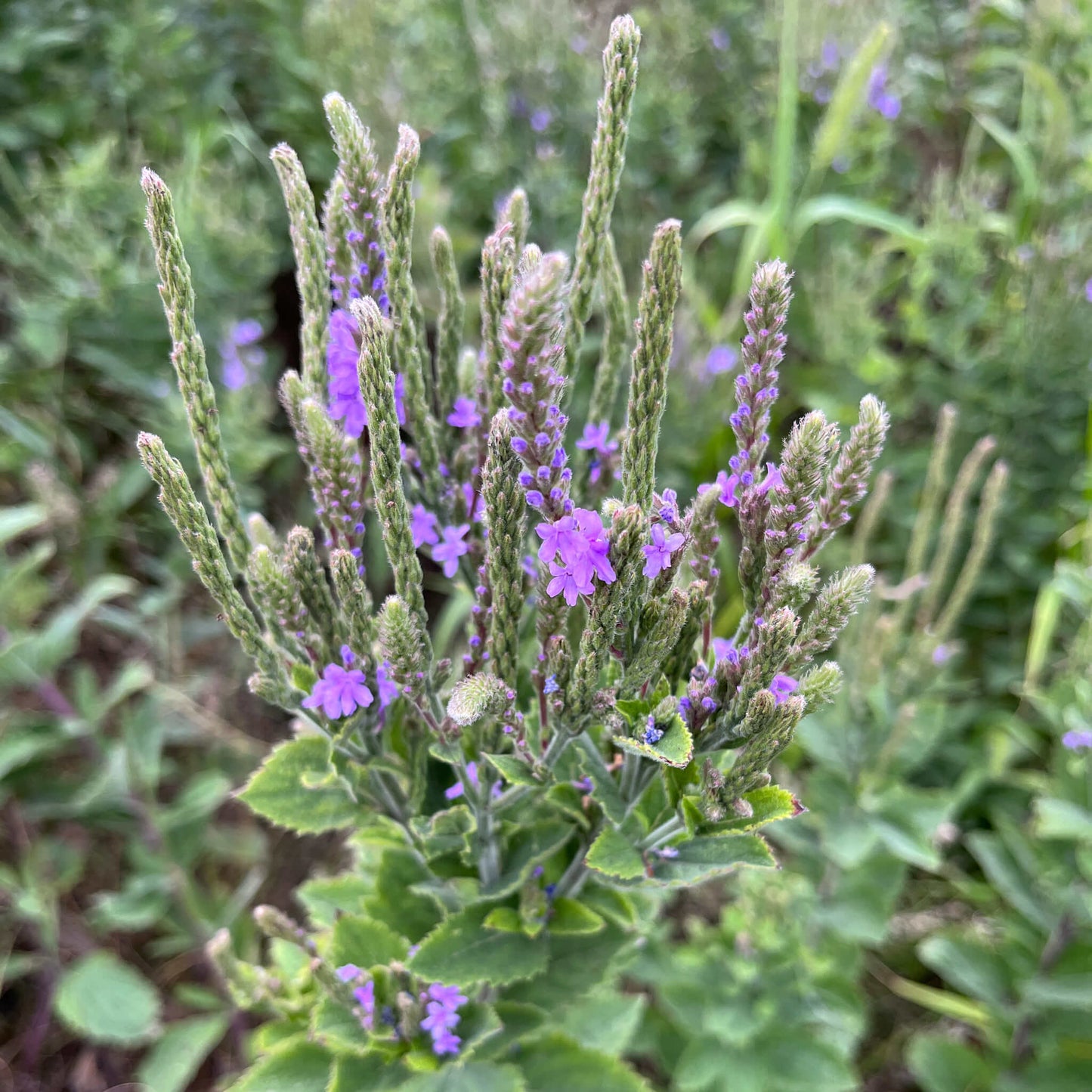 Semences - Verveine veloutée