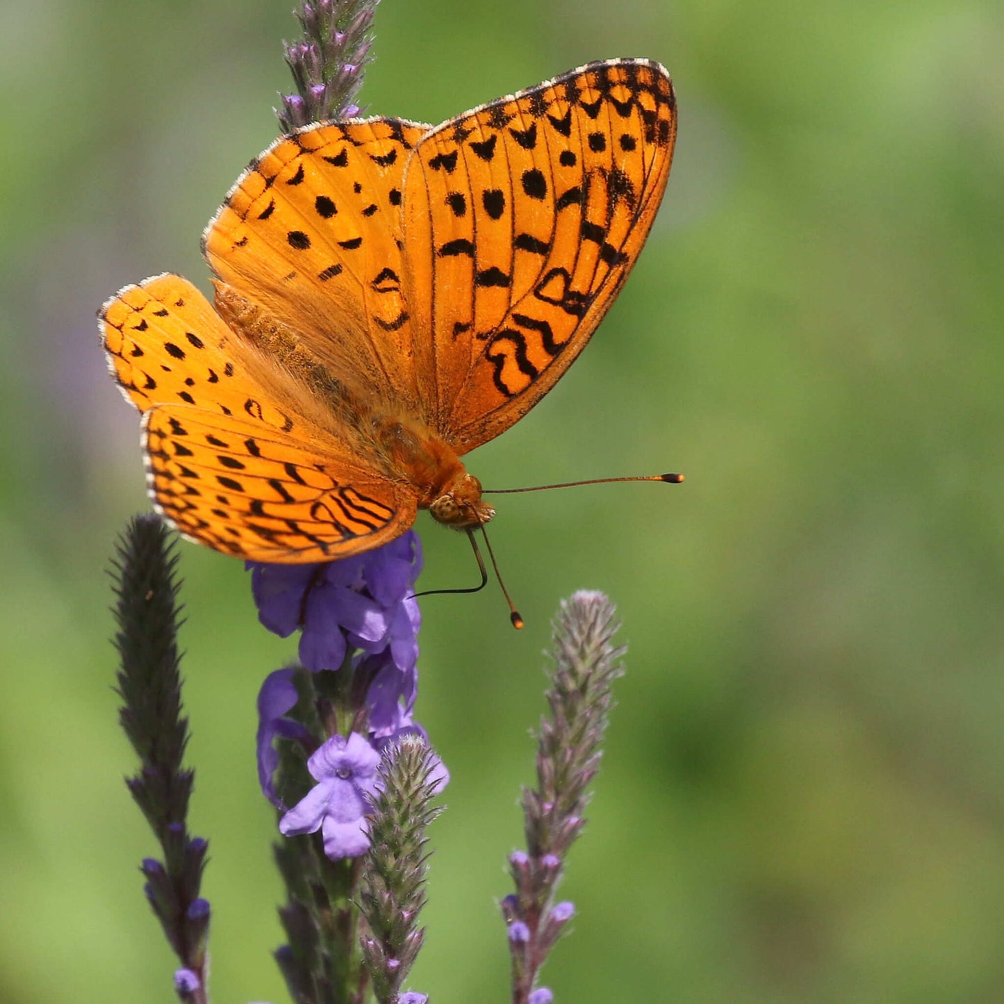 Semences - Verveine veloutée