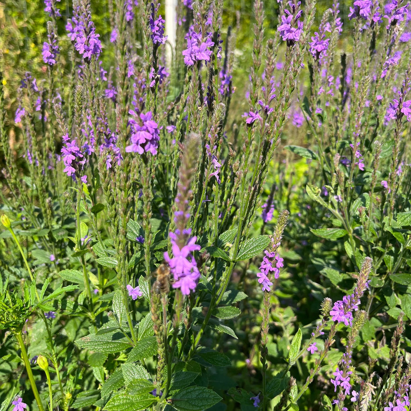 Semences - Verveine veloutée