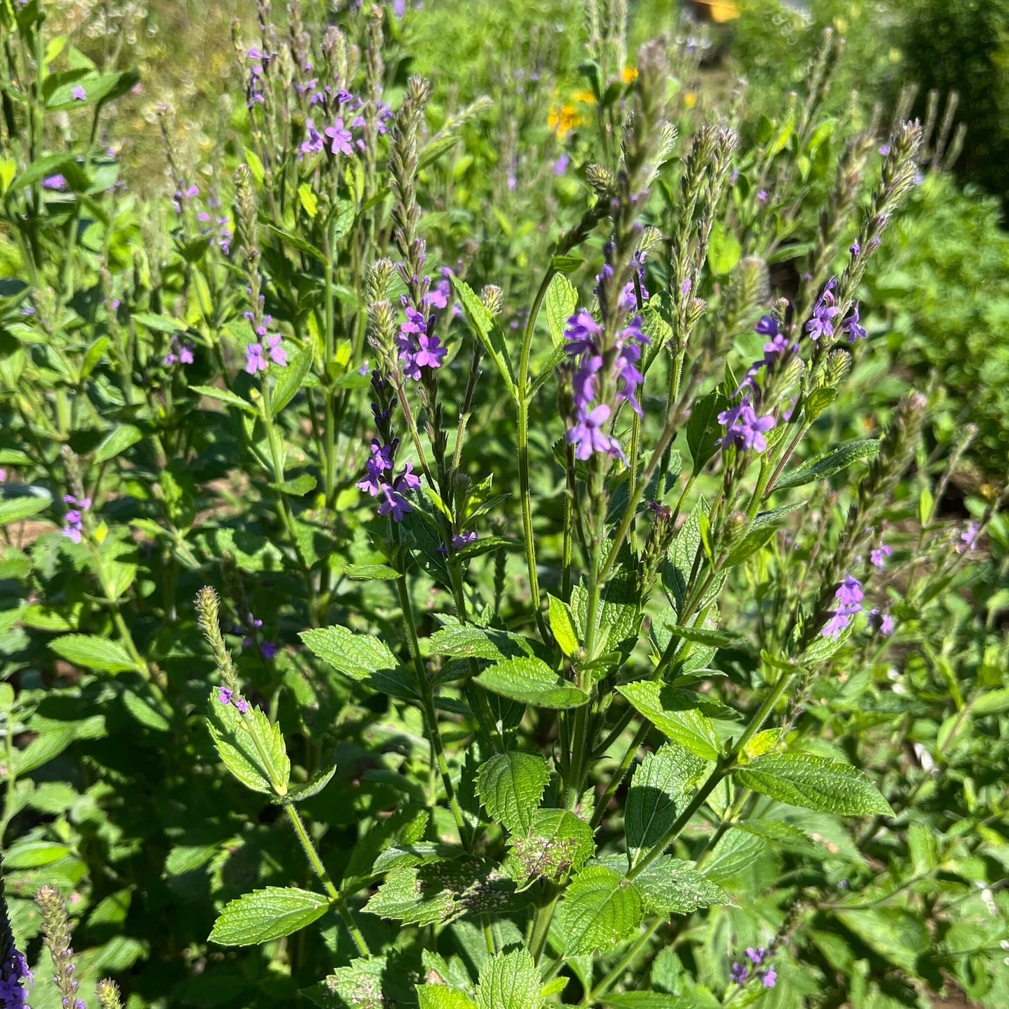 Semences - Verveine veloutée