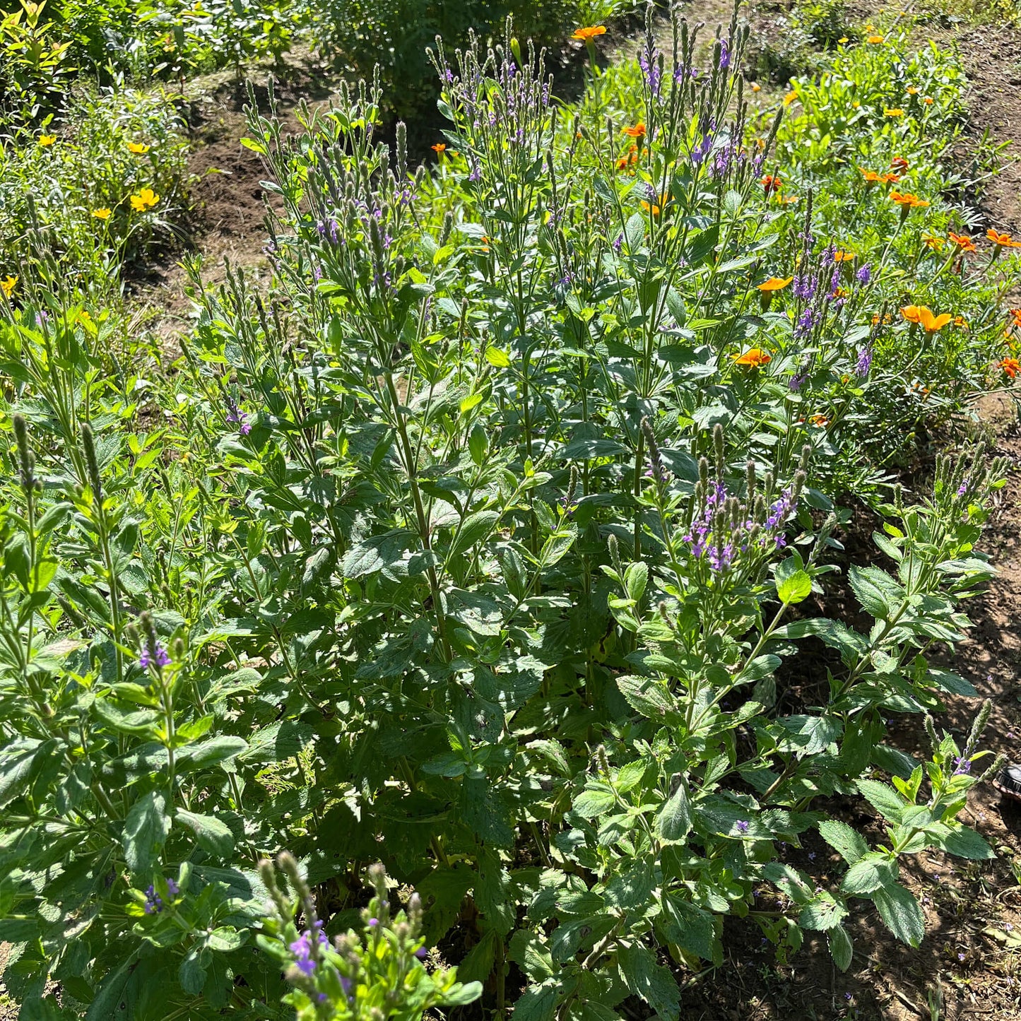 Semences - Verveine veloutée