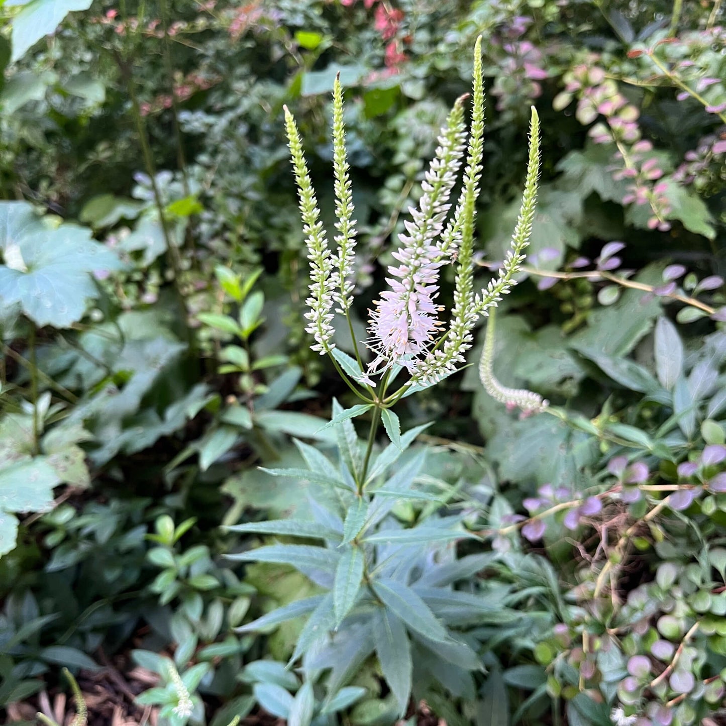 Semences - Véronique de Virginie
