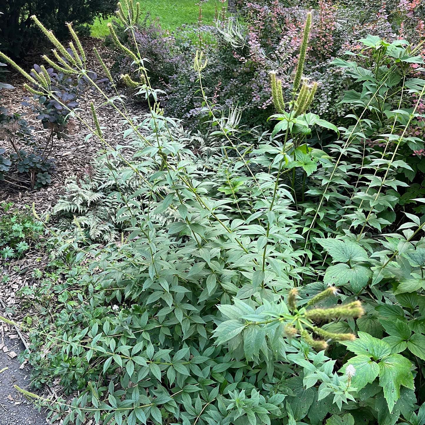 Semences - Véronique de Virginie