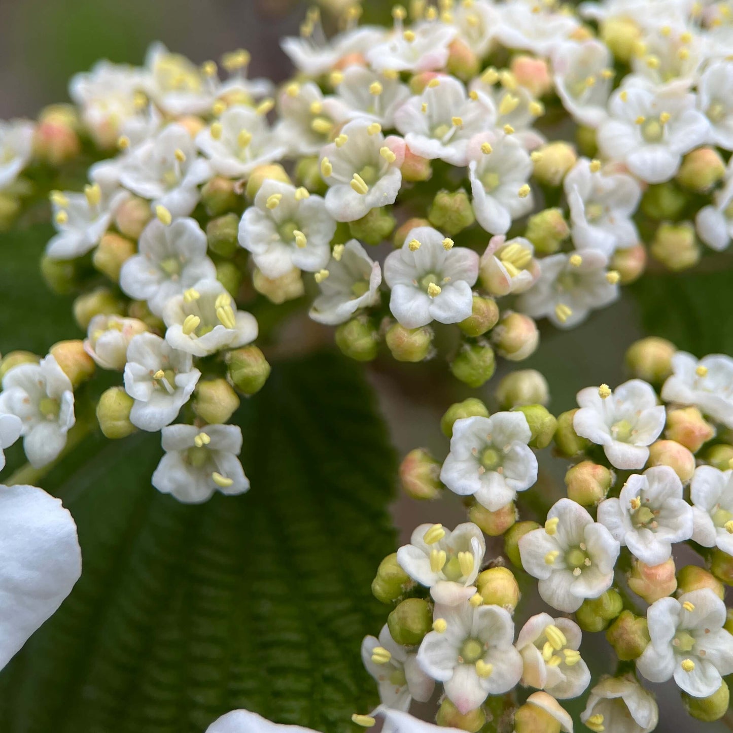 Viorne bois d'orignal - Viburnum Lantanoides
