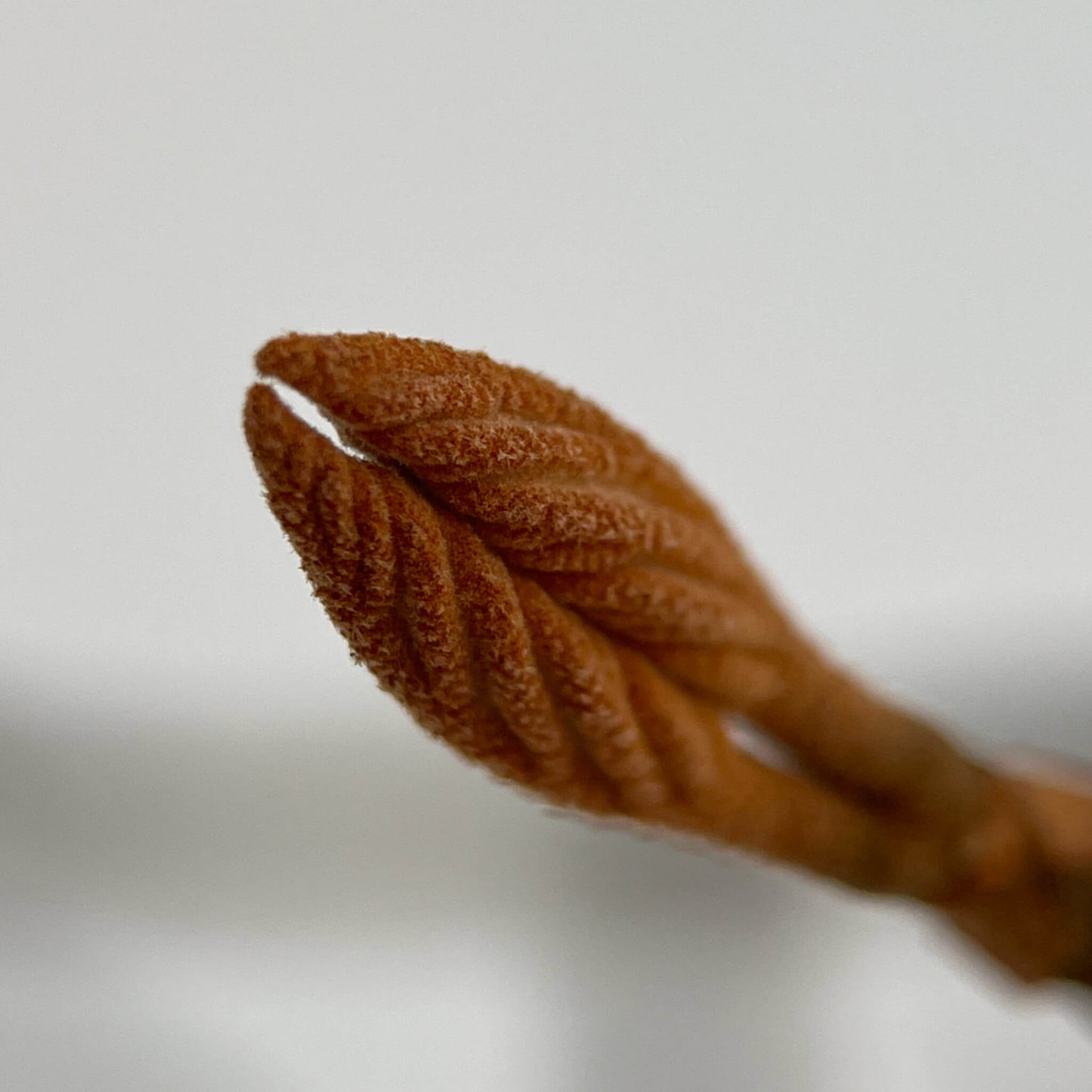 Bourgeon de viorne bois d'orignal - Viburnum Lantanoides
