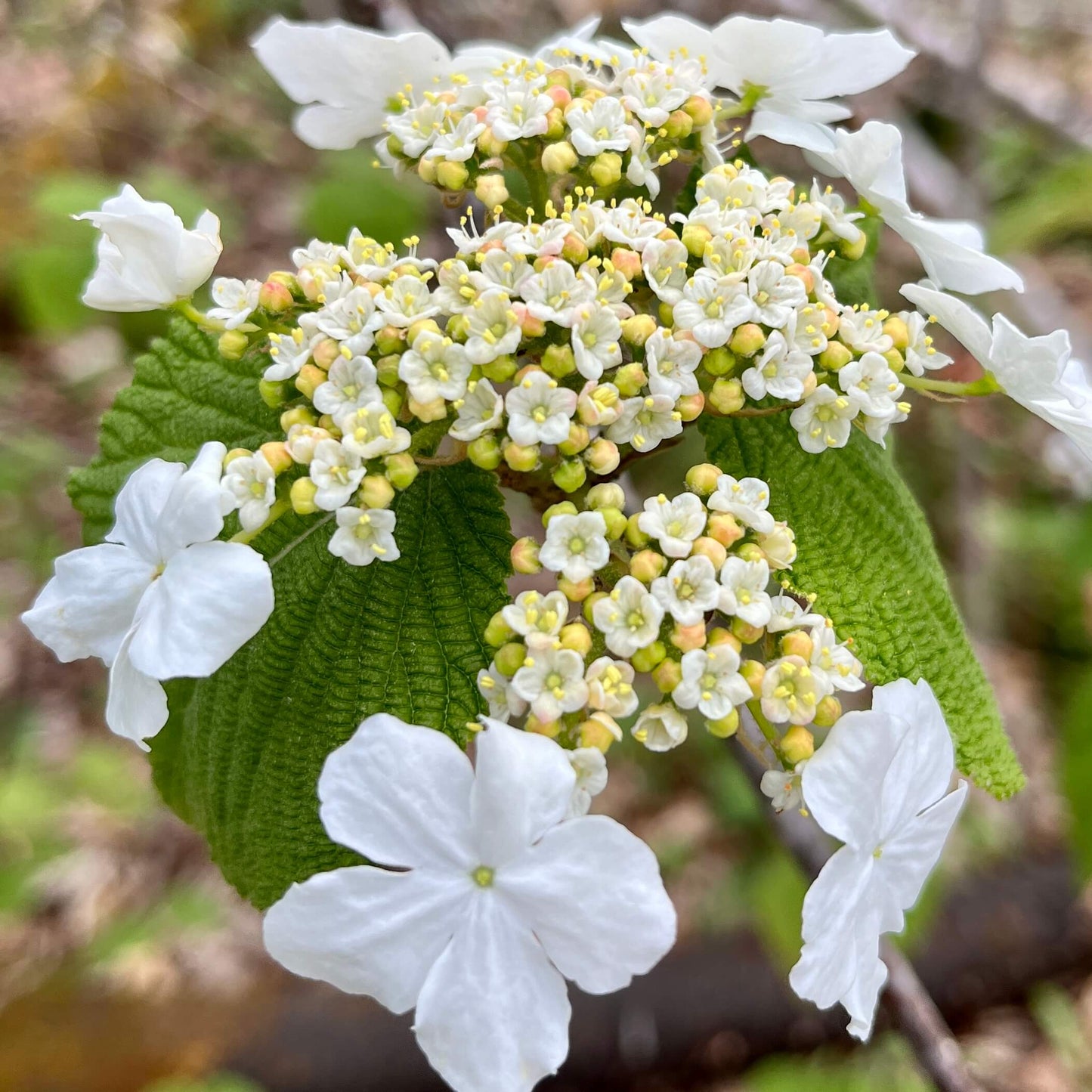 Viorne bois d'orignal - Viburnum Lantanoides