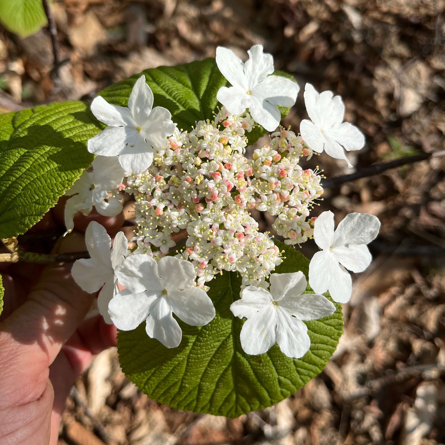 Viorne bois d'orignal - Viburnum Lantanoides