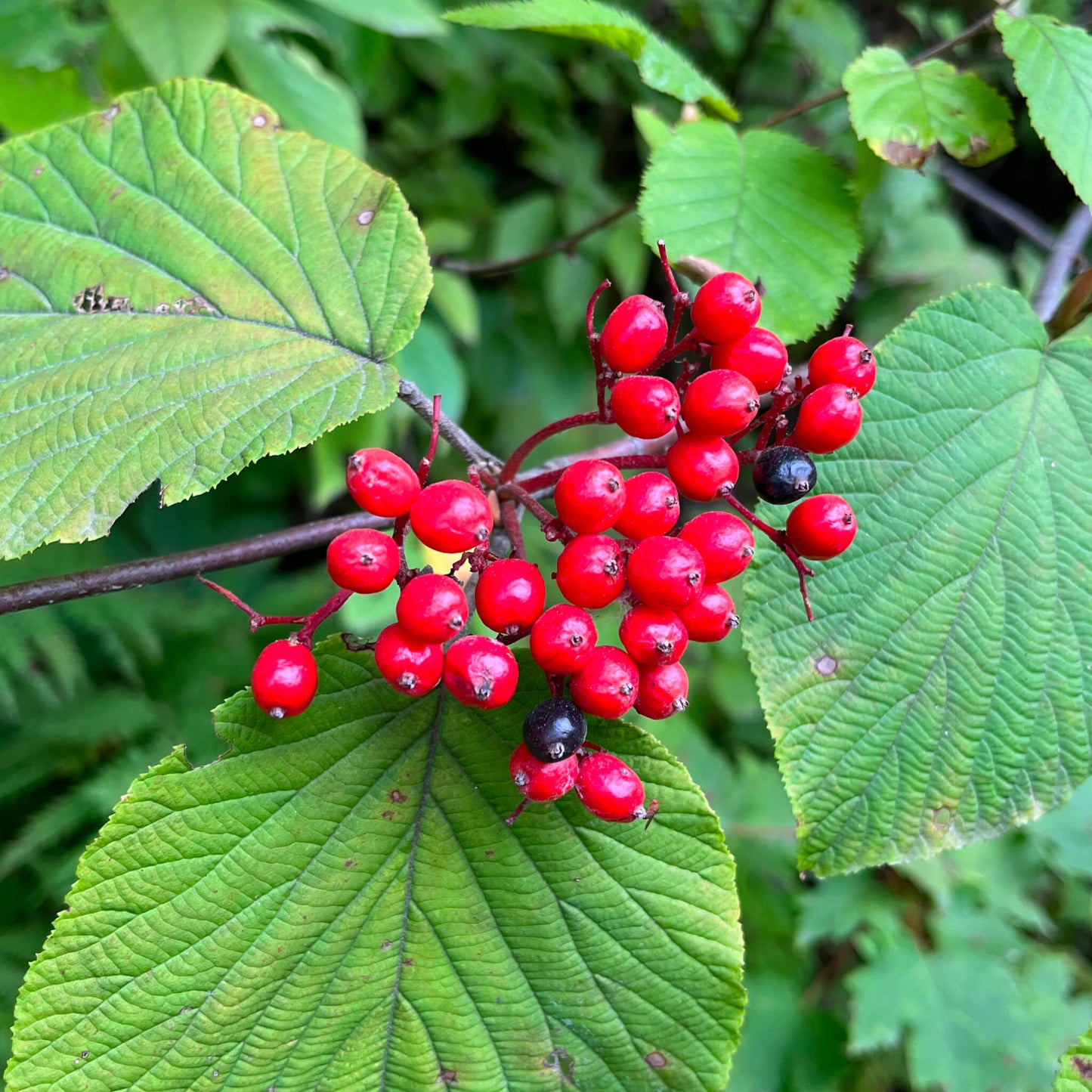 Fruits de la viorne bois d'orignal - Viburnum Lantanoides