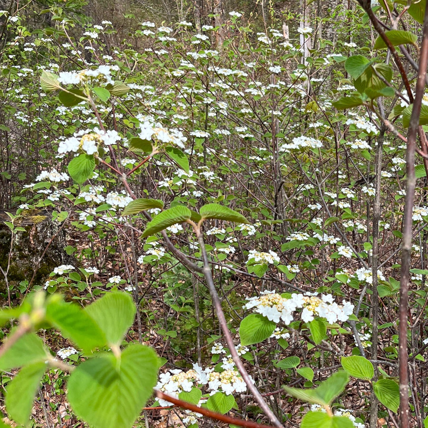 Viorne bois d'orignal - Viburnum Lantanoides