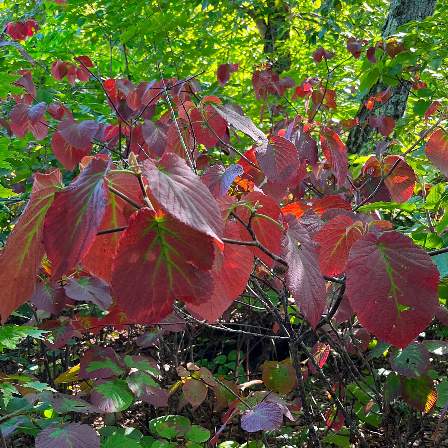 Viorne bois d'orignal - Viburnum Lantanoides