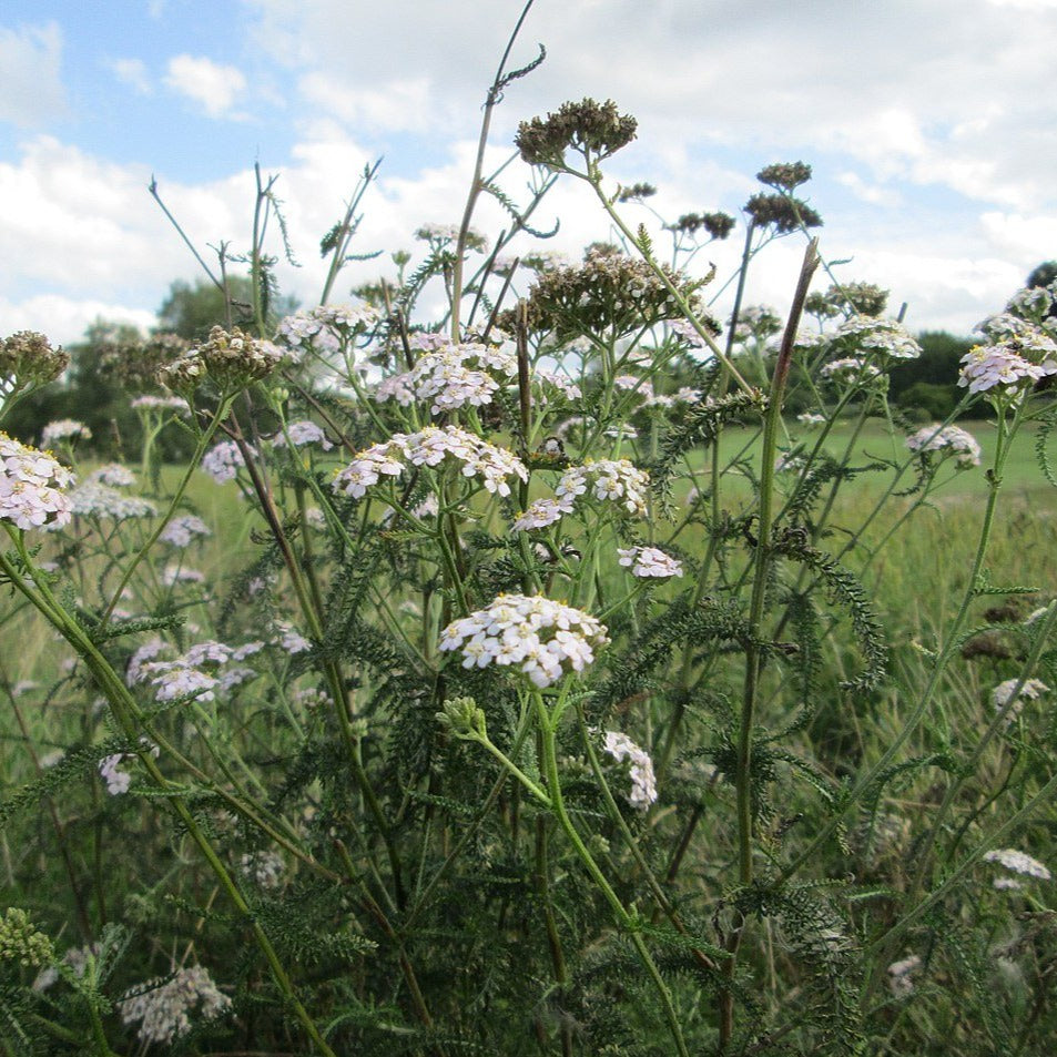 Achillée millefeuille - Common yarrow