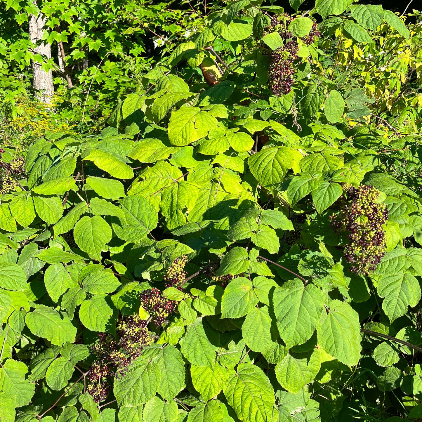 Semences d'aralie à grappes - aralia racemosa
