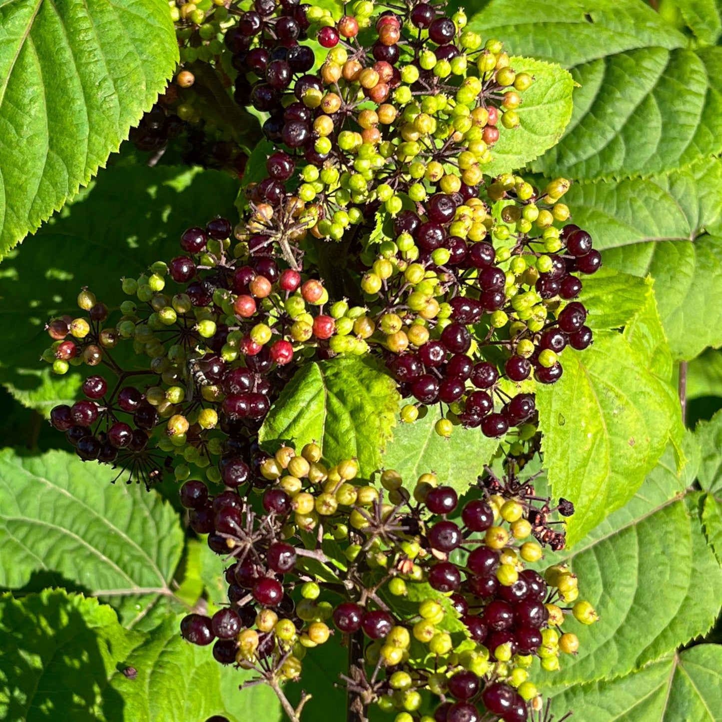 Semences d'aralie à grappes - aralia racemosa