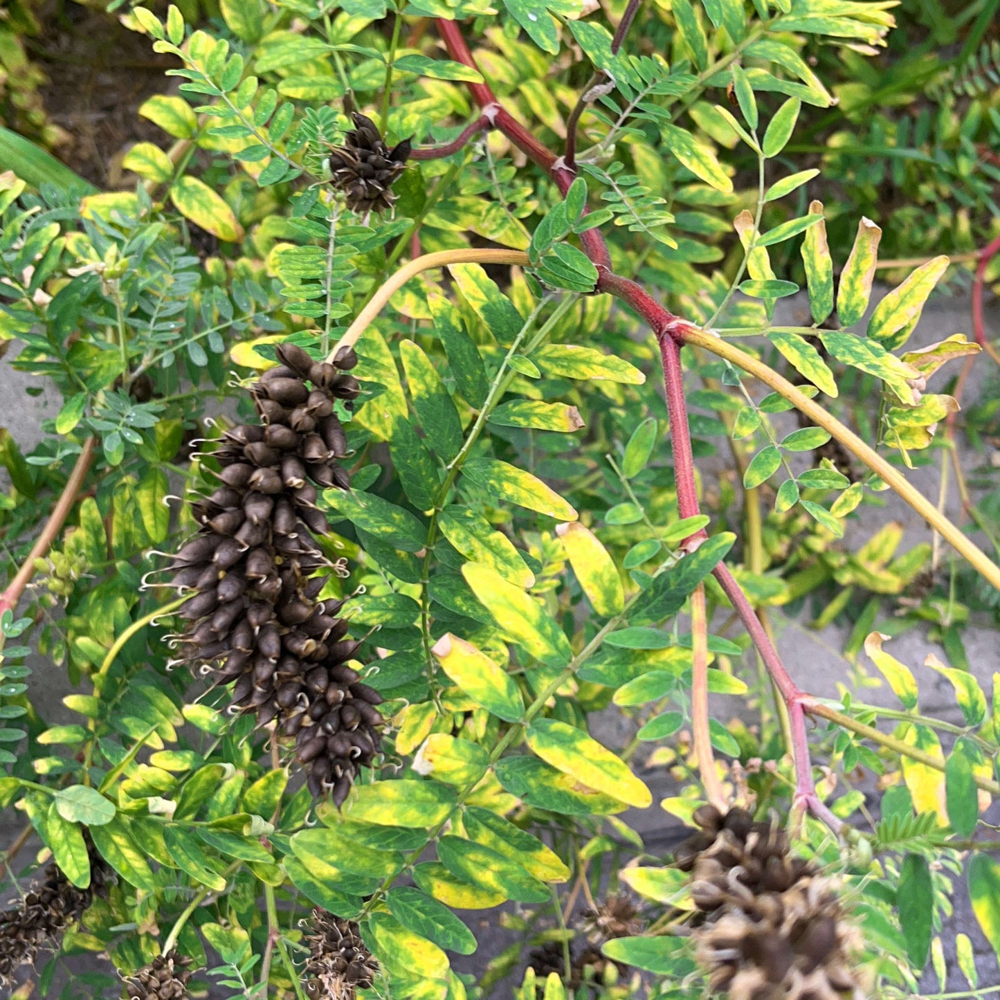 Semences d'astragale du Canada - astragalus canadensis