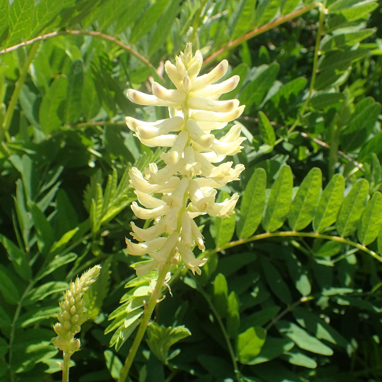 Semences d'astragale du Canada - astragalus canadensis