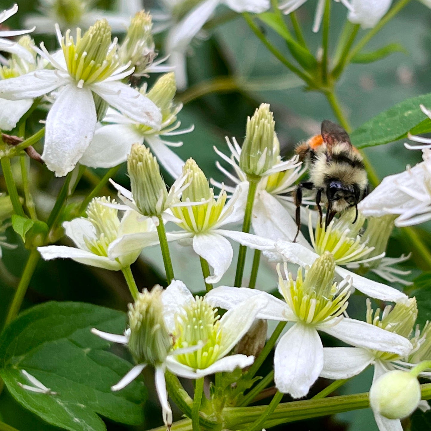 Semences de clématite de Virginie - clematis virginiana