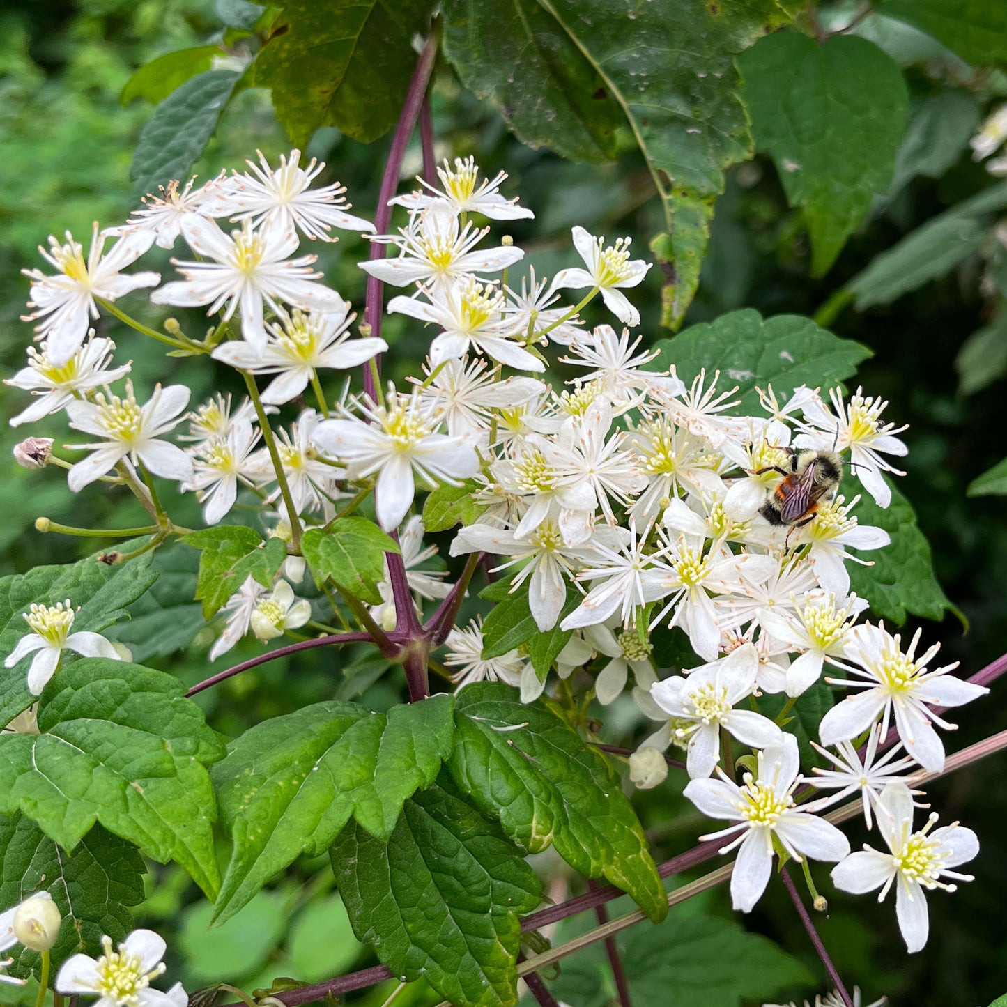 Semences de clématite de Virginie - clematis virginiana