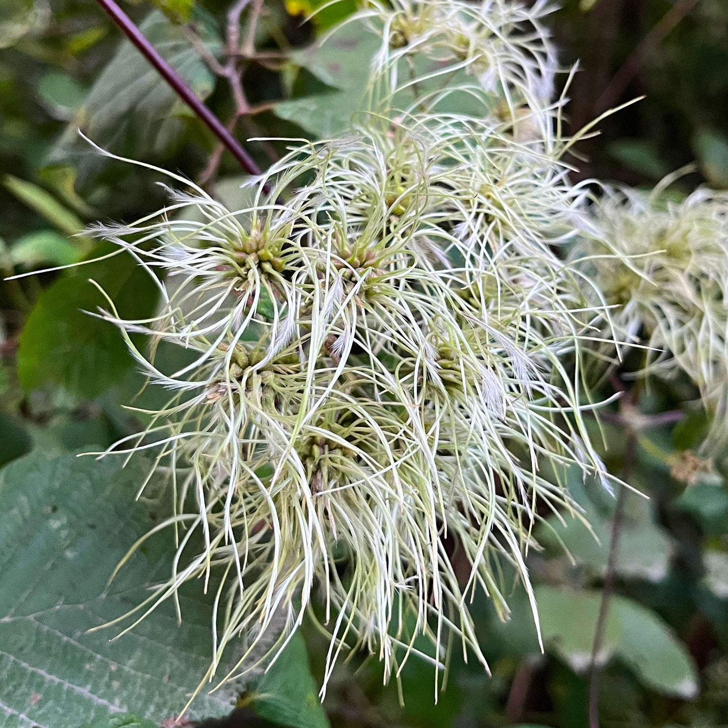 Semences de clématite de Virginie - clematis virginiana
