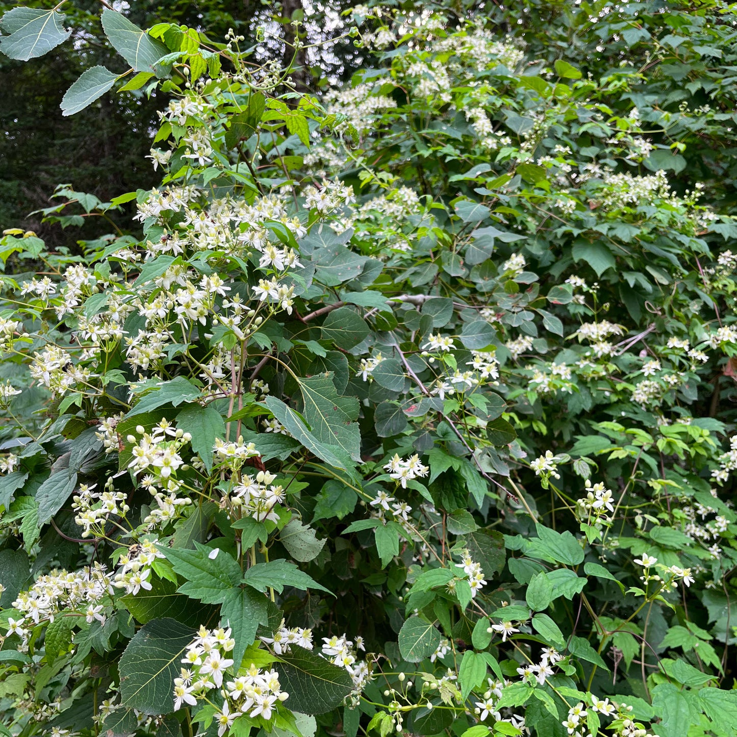 Semences de clématite de Virginie - clematis virginiana