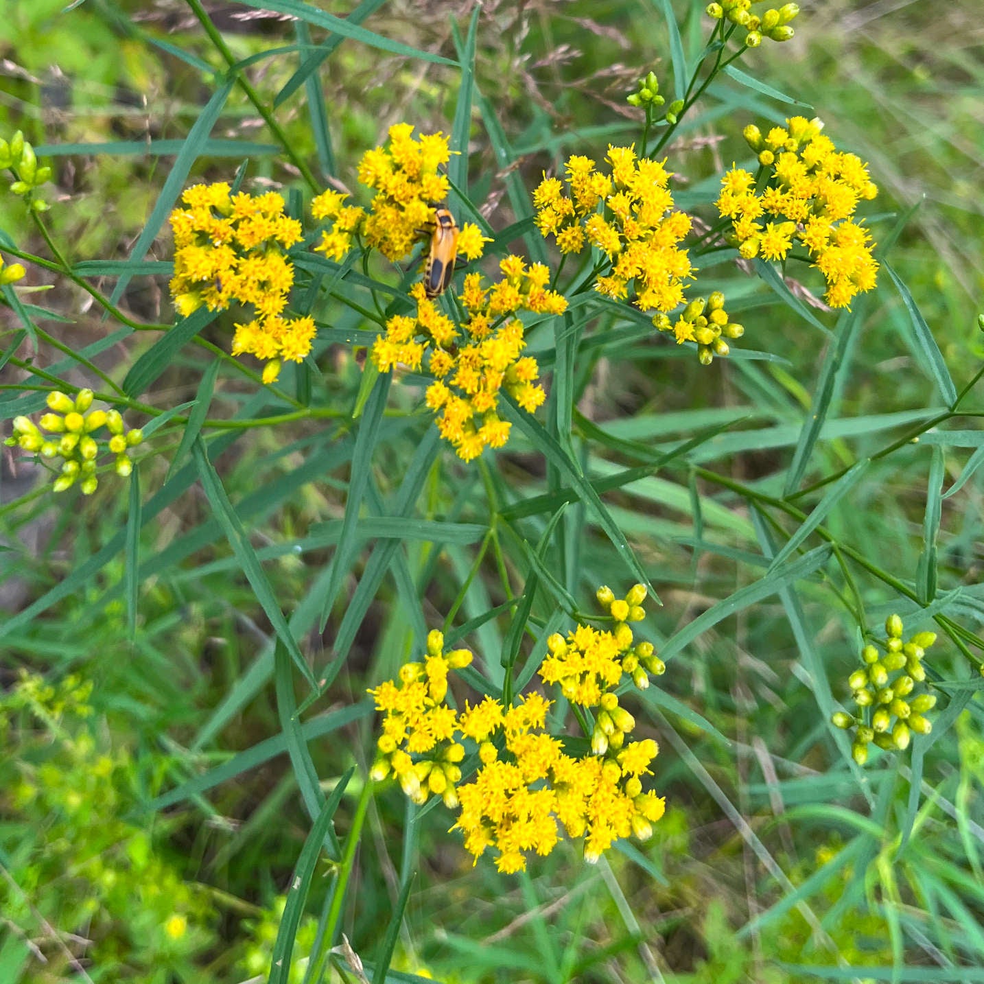 Semences de verge d'or à feuilles de graminée - Euthamia graminifolia